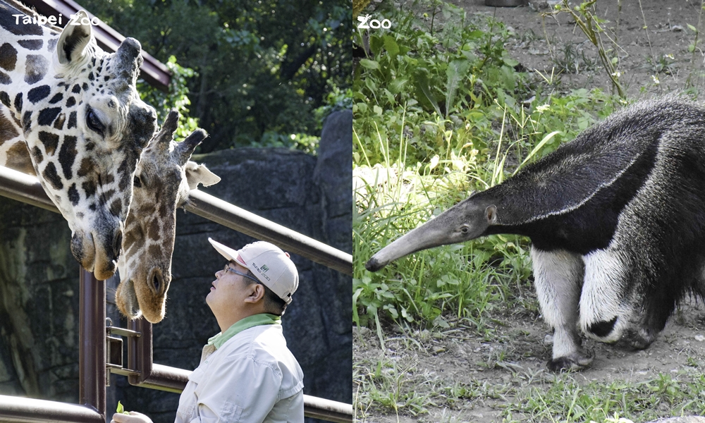 大食蟻獸「口袋莎」（右）與長頸鹿「菊忠」（左）近日接連過世，讓園方相當不捨。（翻攝自台北市立動物園官網）