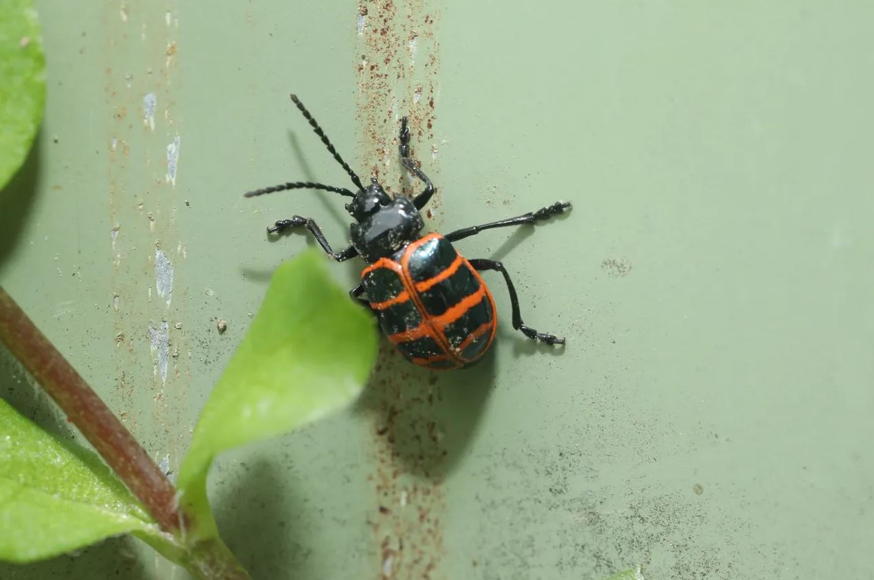 大雪山地區指標物種候選物種「雪山蛛形螢金花蟲」，體色黝黑，搭配鮮紅線紋，別緻得像首飾。（雪霸國家公園管理處提供）