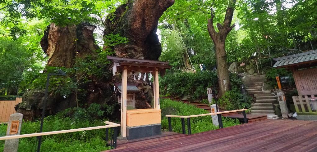 來宮神社內有一顆千年巨樹,是指定天然紀念物。(翻攝自來宮神社官網)