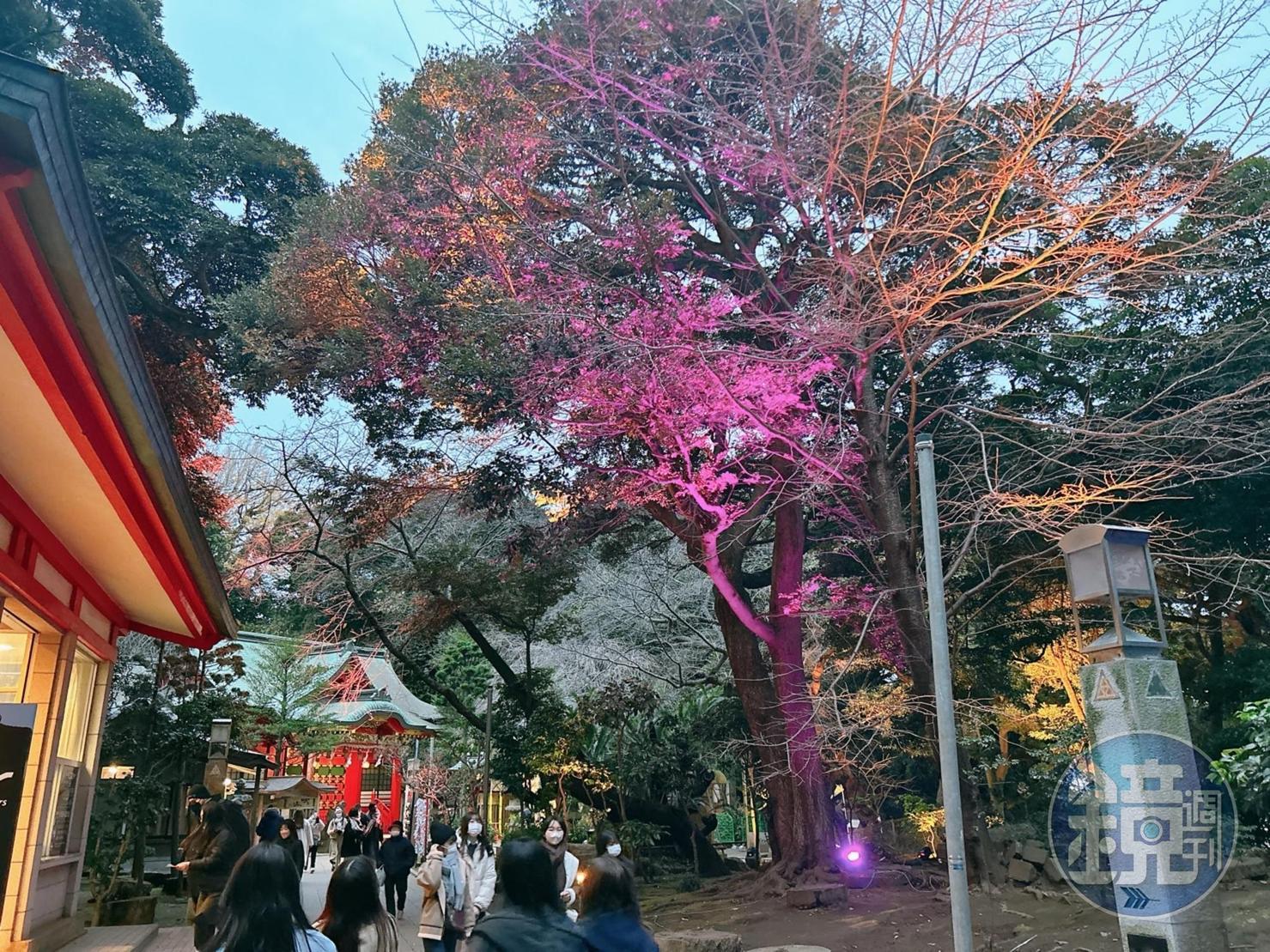 燈光展期間,晚間的江島神社會亮起彩色的燈光,如寶石一般。
