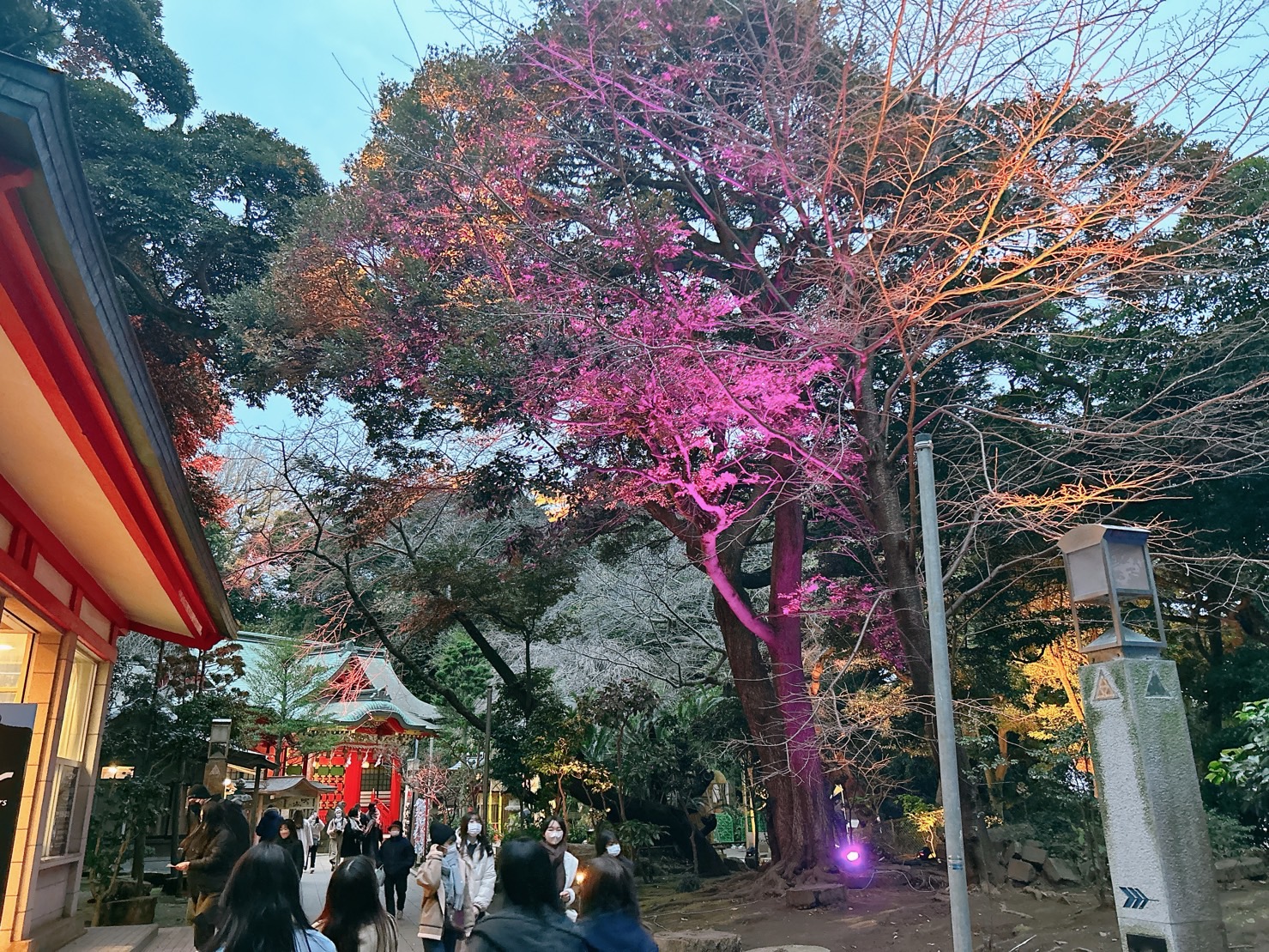 燈光展期間,晚間的江島神社會亮起彩色的燈光,如寶石一般。