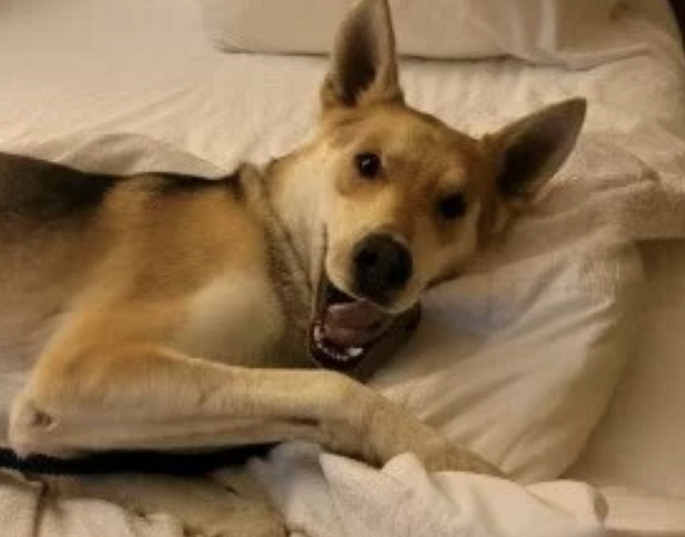 美國加州一隻名叫齊柏林的德國混種牧羊犬,失蹤了14個月,終於回家了。(翻攝Wildcat獸醫診所推特)