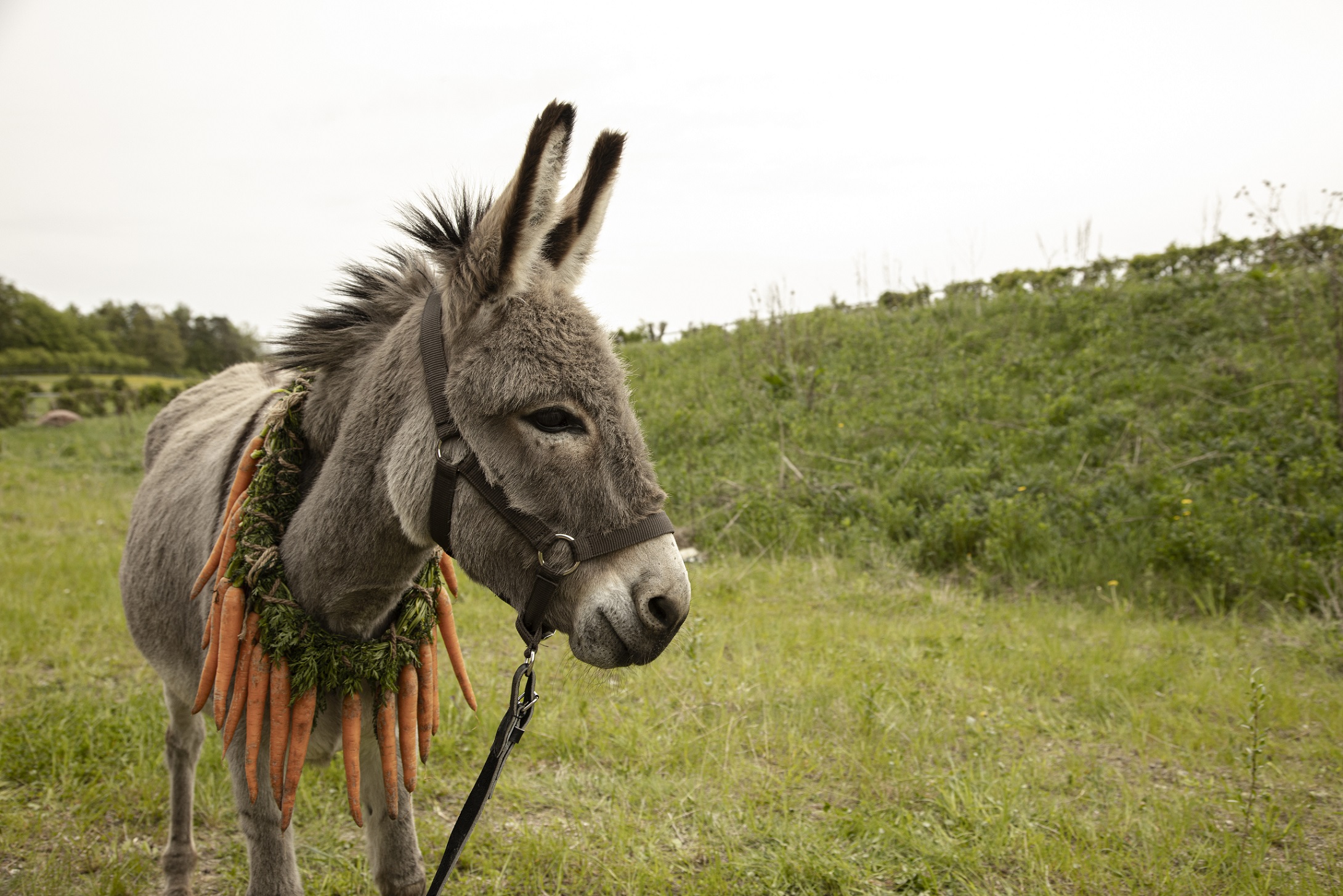 波蘭電影《如果驢知道》入選明年奧斯卡最佳國際影片15強短名單。(甲上娛樂提供)