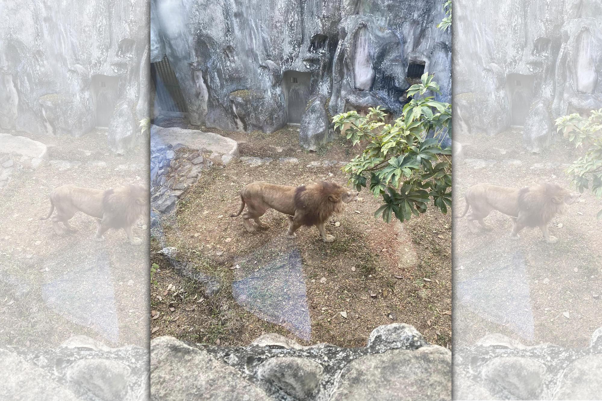 有網友拍下壽山動物園一隻獨眼的公獅子。（翻攝自爆料公社）