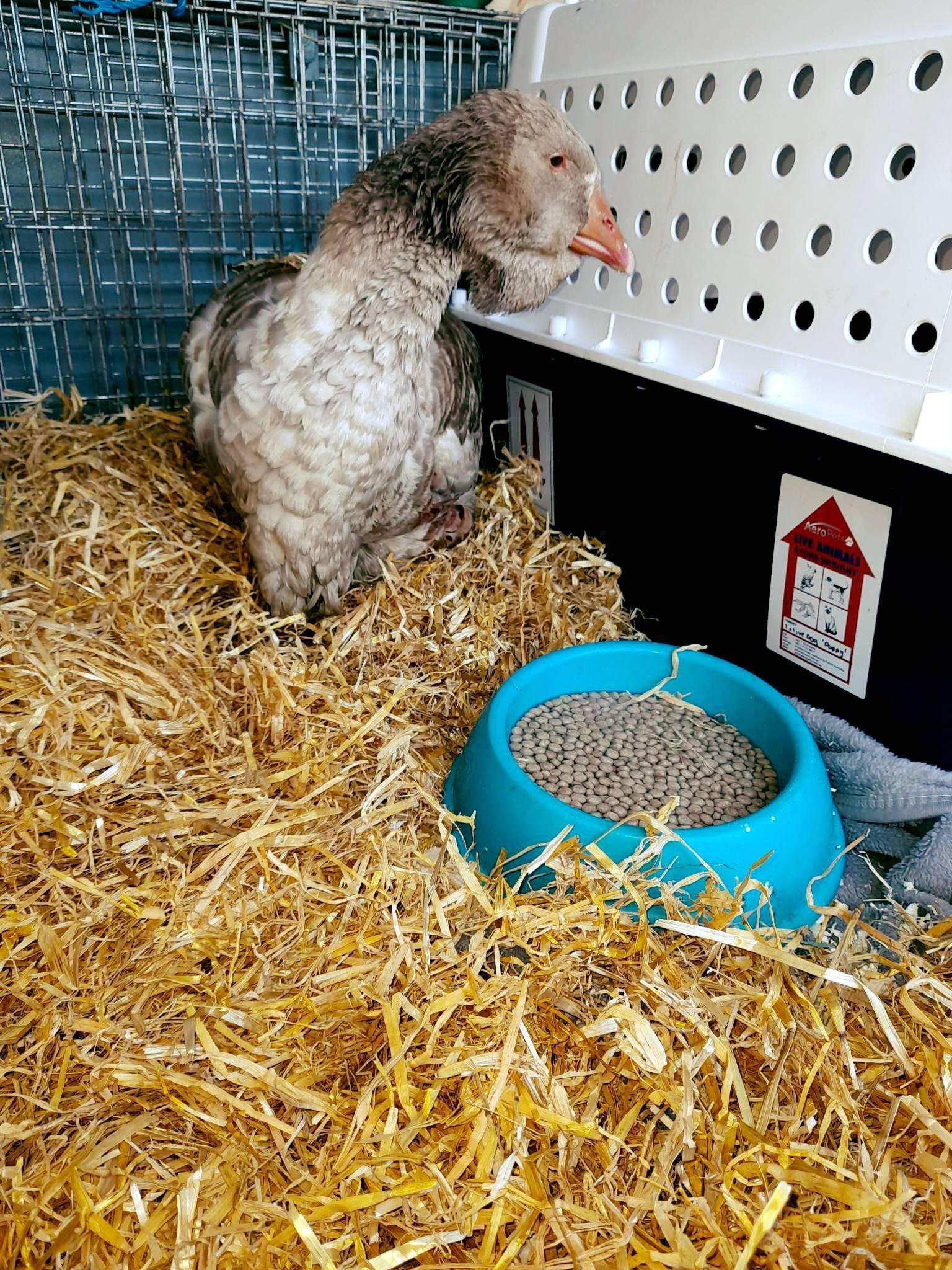 格蕾特被救出後，工作人員悉心照料。（翻攝自Cleethorpes Wildlife Rescue臉書）
