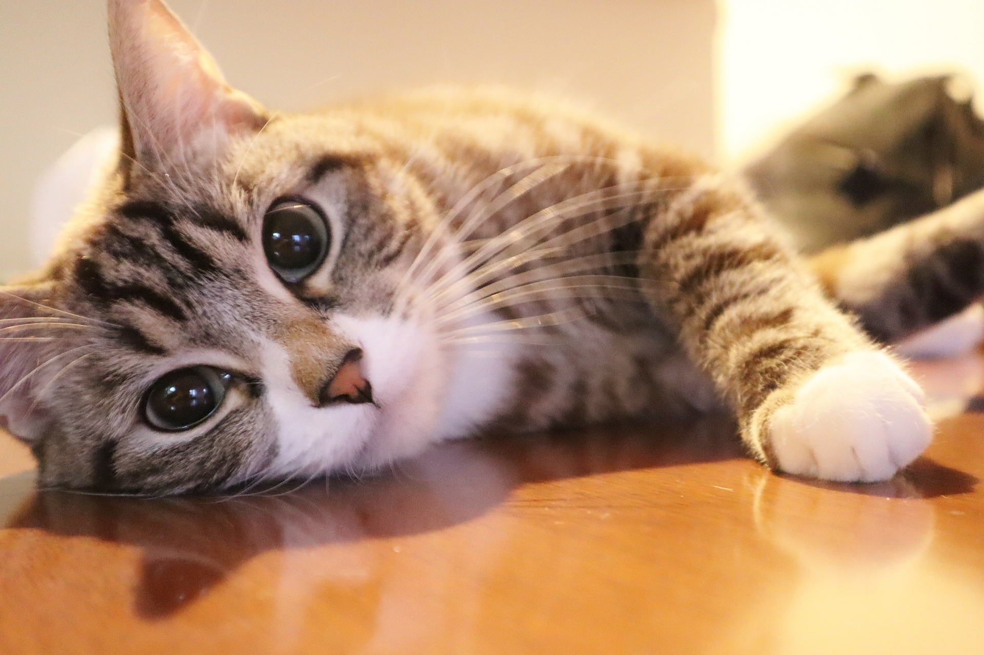 一名女網友抱怨，婆婆闖住家將自己養了9年的愛貓，擅自送給親戚，讓她氣到飆淚。（示意圖，PhotoAC）