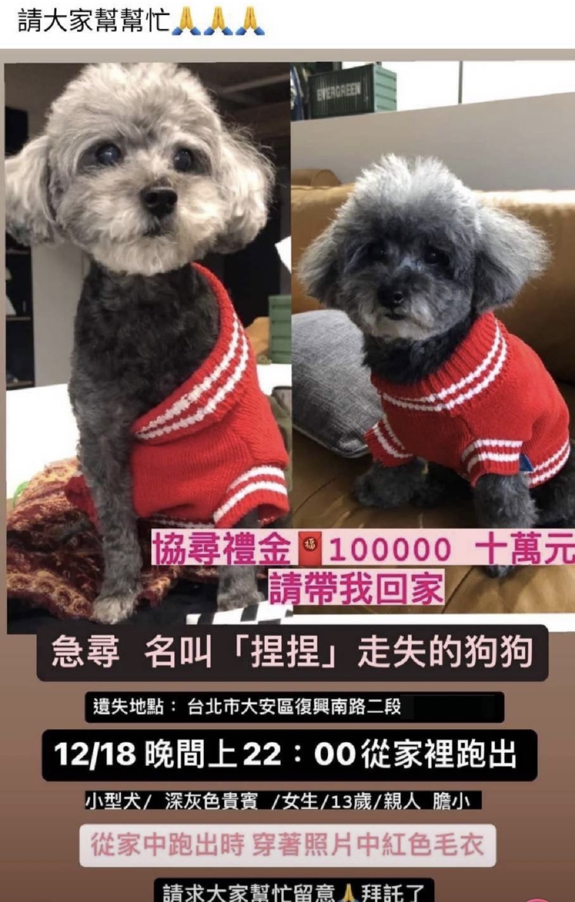 陳女張貼尋找愛犬「捏捏」懸賞10萬元獎金(翻攝畫面)