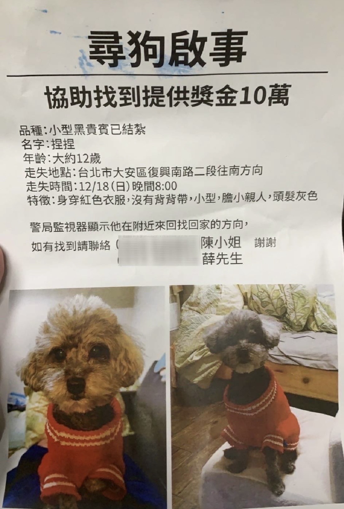 陳女懸賞10萬元尋找愛犬「捏捏」(翻攝畫面).