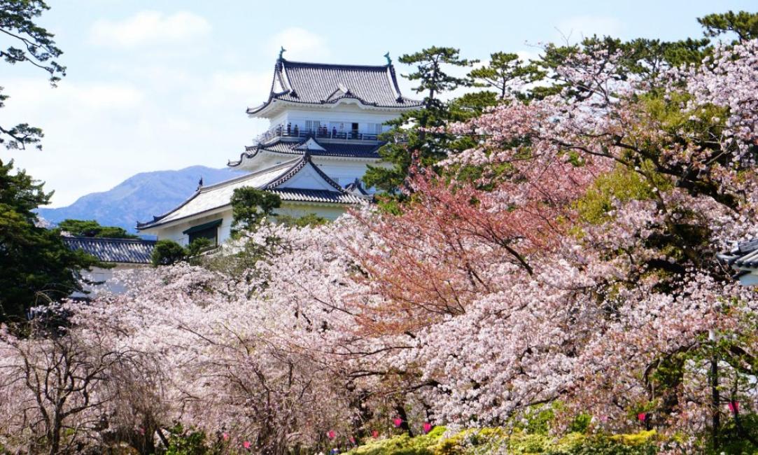 搭乘賞櫻巴士從東京出發,前往位於神奈川的小田原城賞櫻,再到新倉淺間公園遠眺富士山。