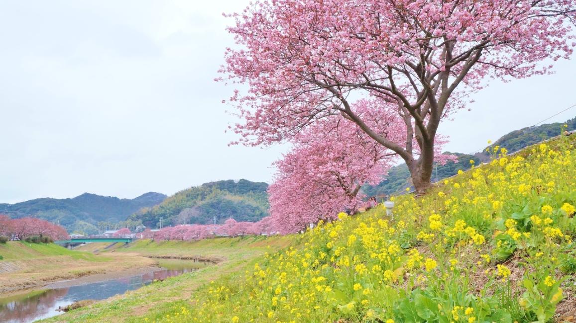 伊豆賞櫻一日遊,欣賞季節限定的粉紅色大道,還能到伊豆水果公園,體驗採果趣。