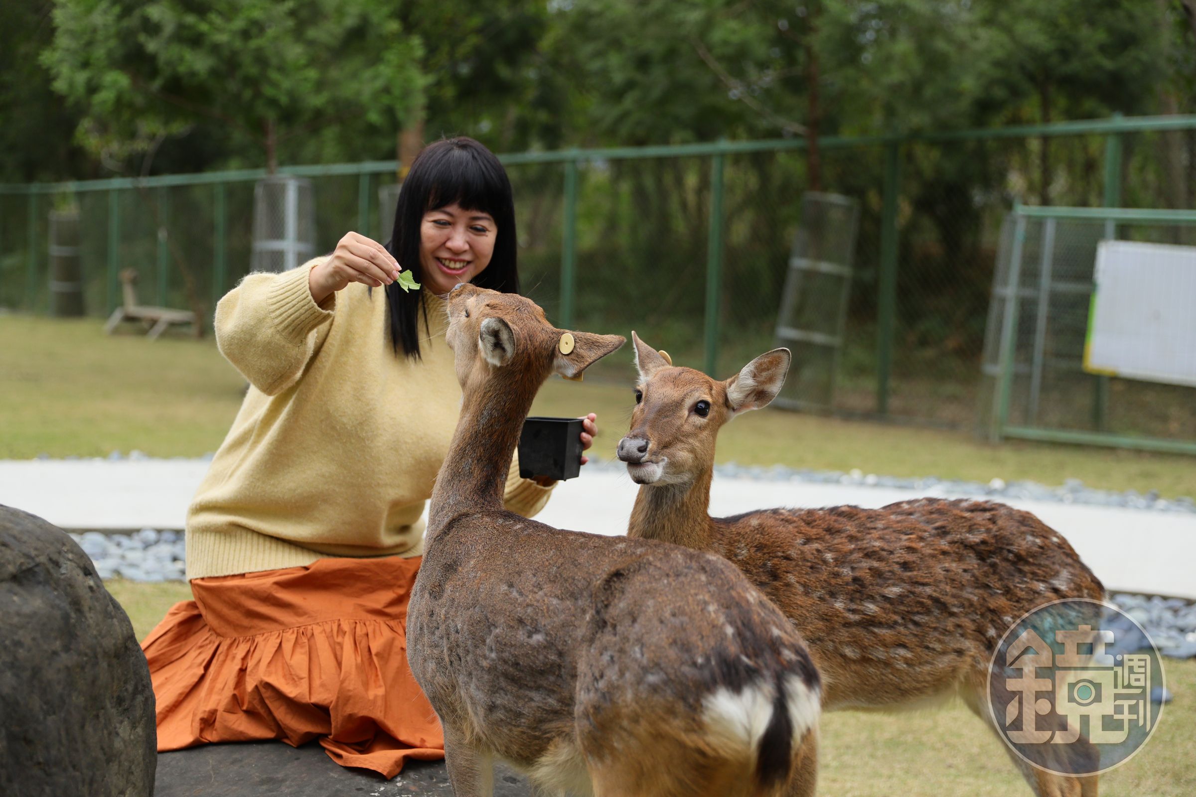 現今台灣野生梅花鹿已絕跡，如今可以到園區餵食可愛梅花鹿。