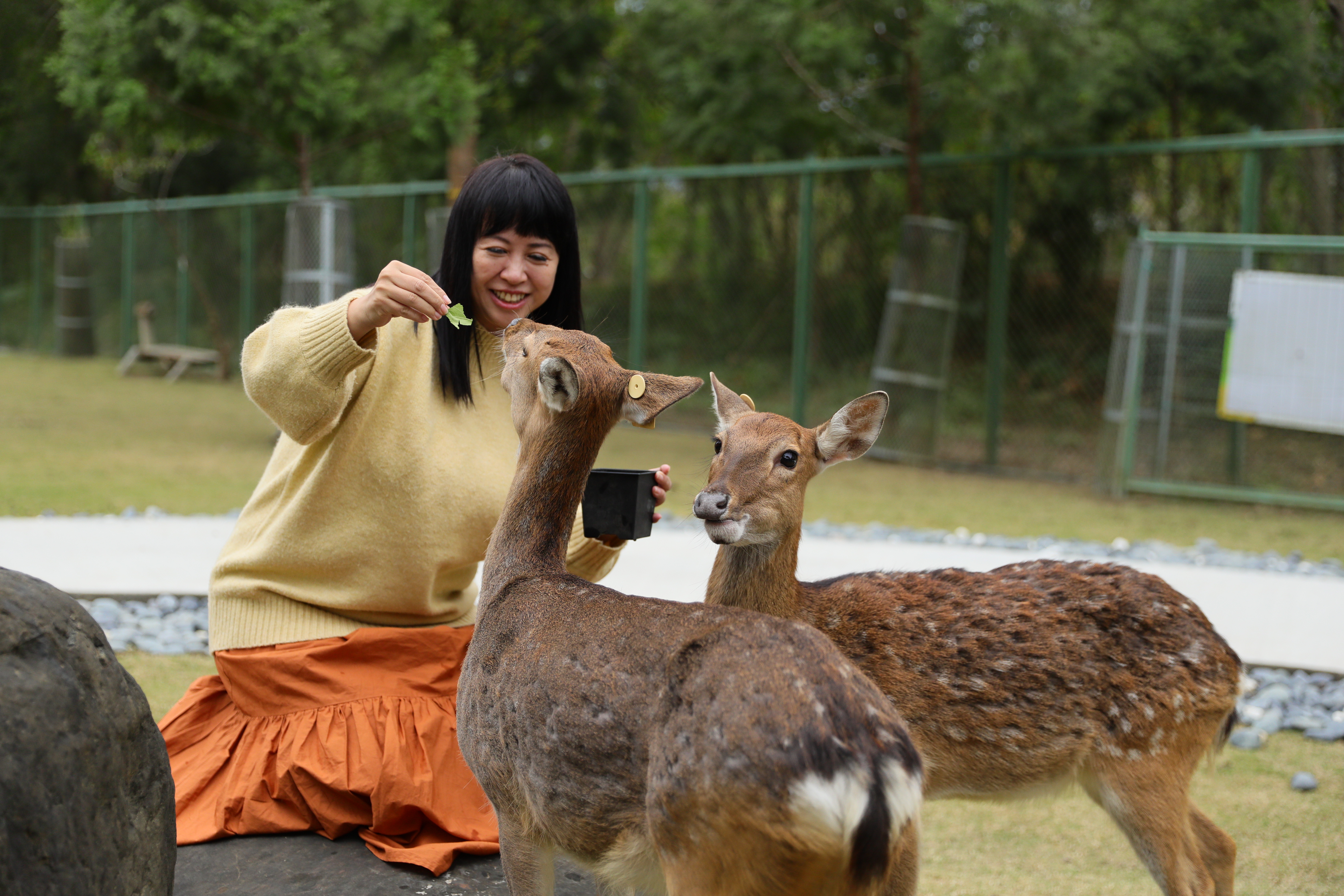 現今台灣野生梅花鹿已絕跡，如今可以到園區餵食可愛梅花鹿。