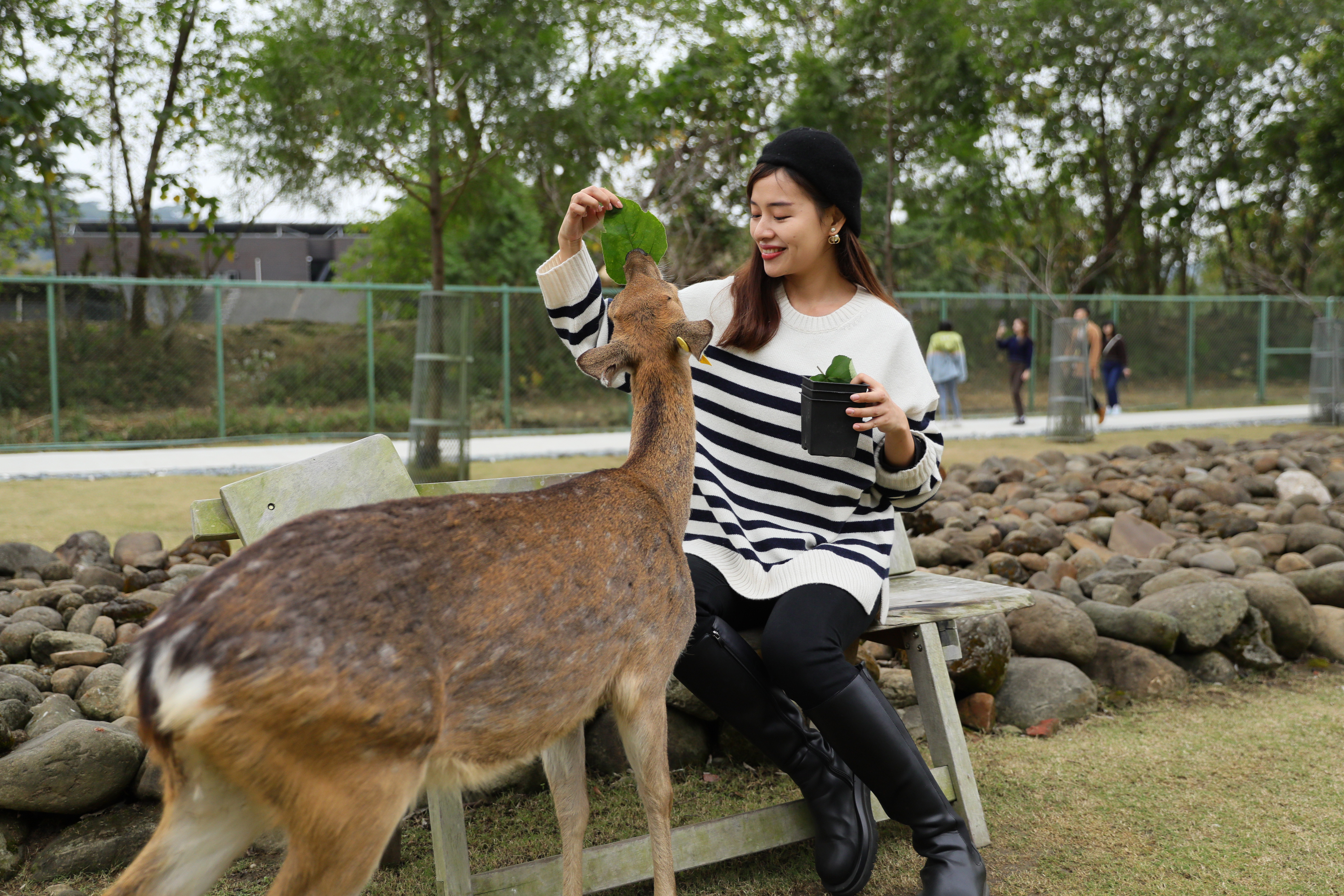 阿里山下體驗一日鄒族生活！餵食可愛梅花鹿、射箭大啖原民佳餚
