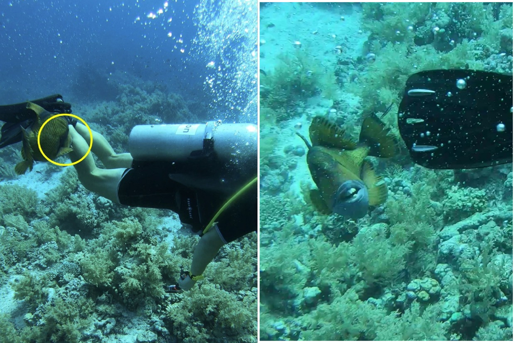 「人齒魚」護子孫橫空出世！狠咬浮潛男下面肢體，他痛不欲生譙髒話。（翻自《太陽報》）