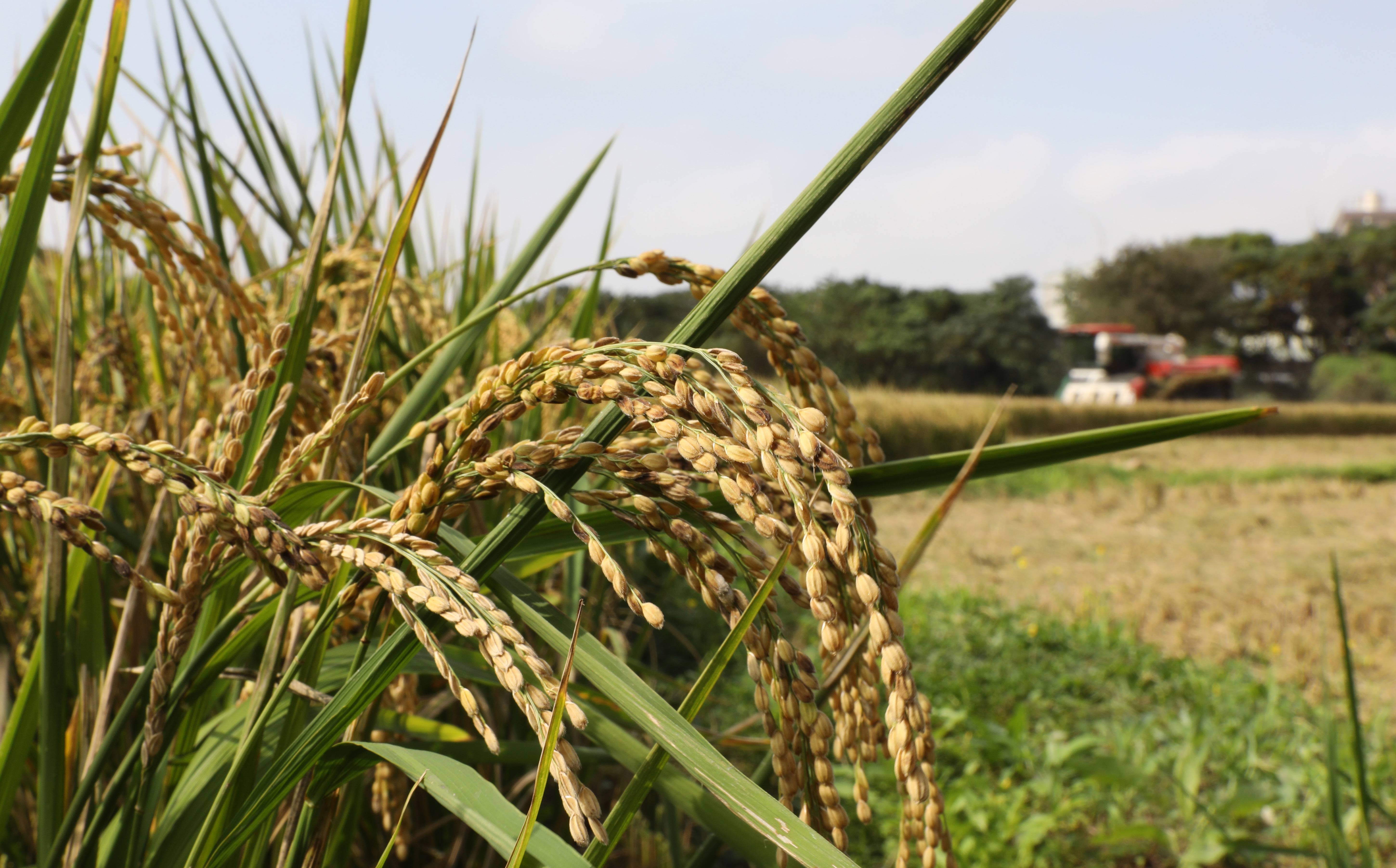 拜訪八德區農會的良田，碩大的米穀稻香十足。