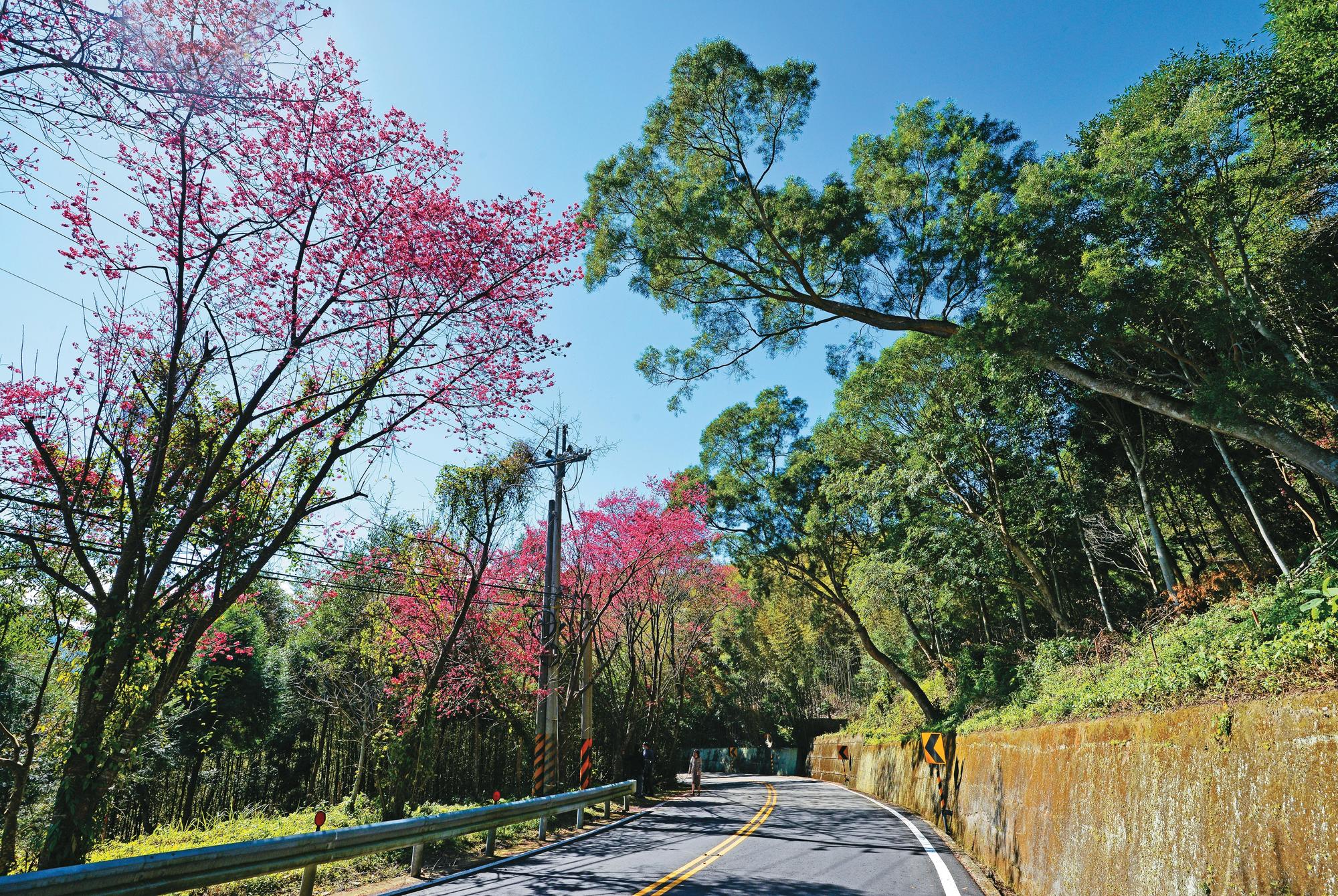 北橫山櫻遠近馳名,不妨入住民宿停留幾天,趁著時節沿途收集點點粉色。