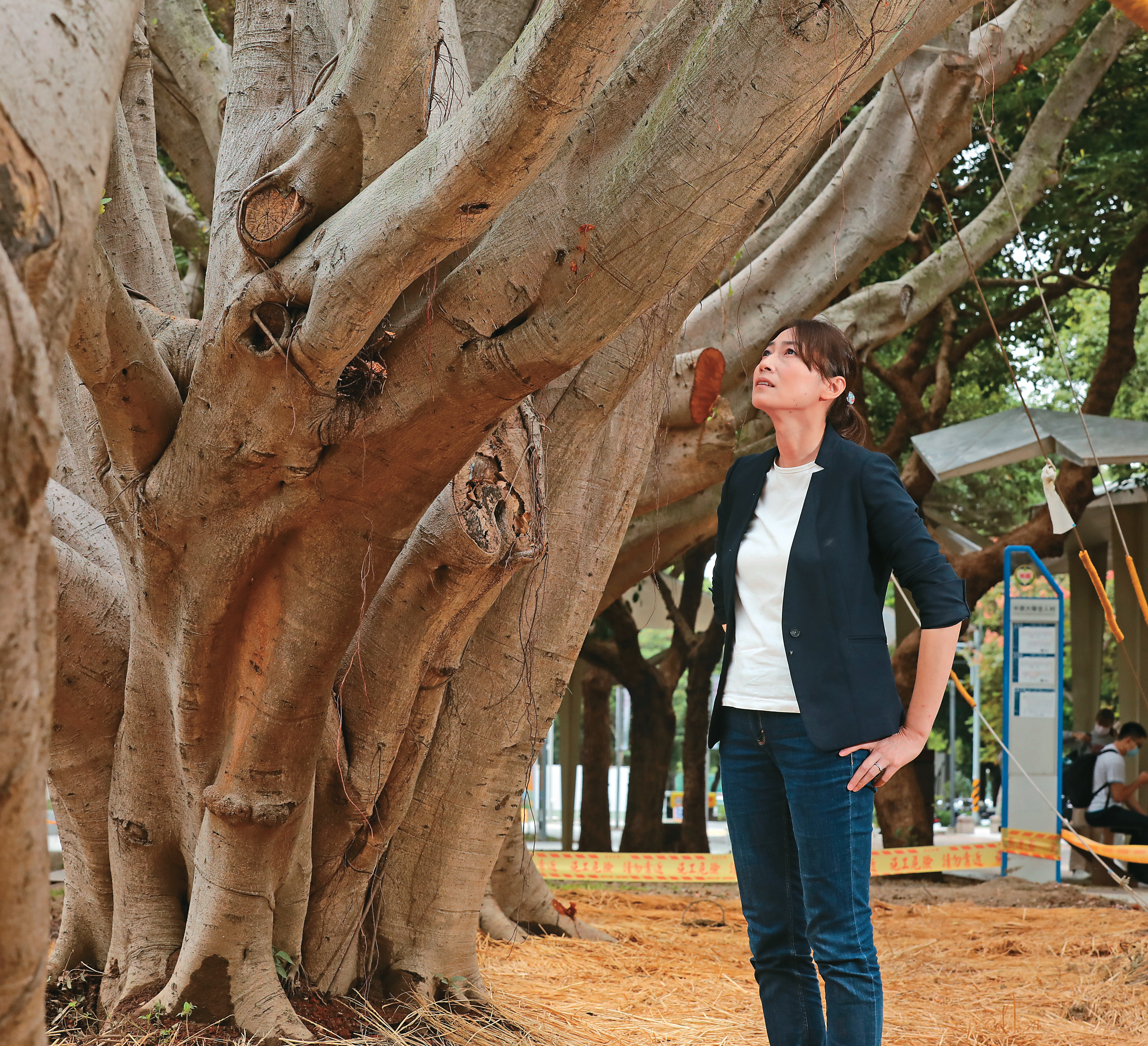 詹鳳春回到台灣貢獻專業，將醫治樹木視為一生的責任。