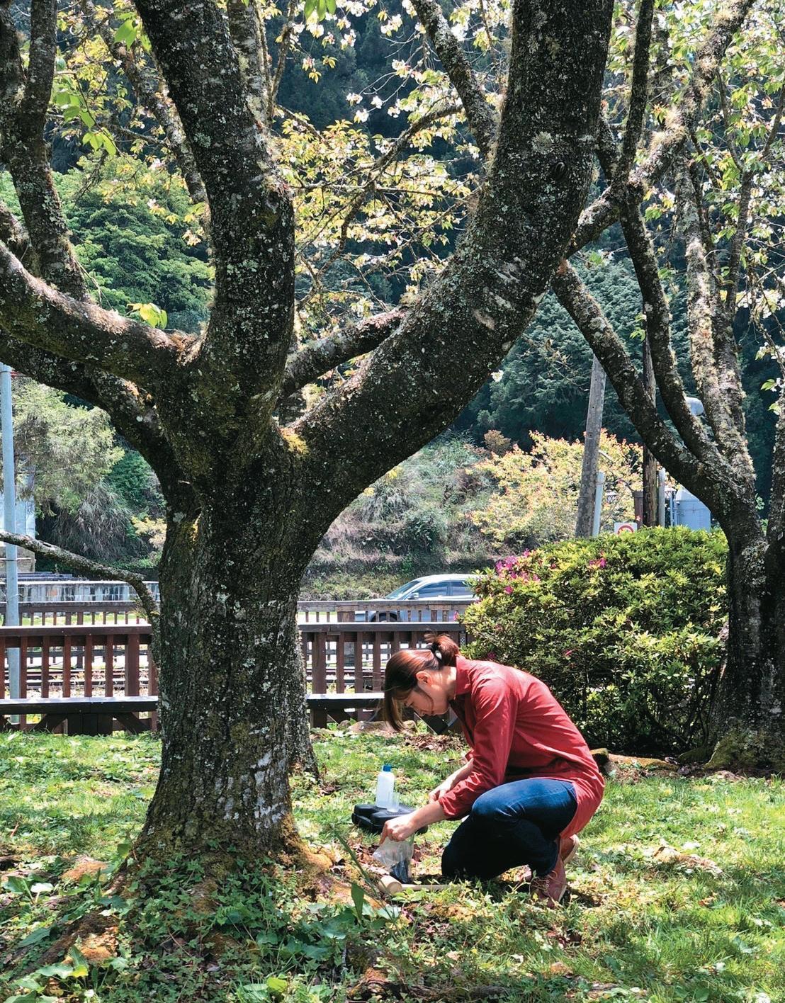 阿里山救治櫻花現場。醫樹的每道程序都是樹木存活的關鍵,必須謹慎施作。(陳韋宏提供)