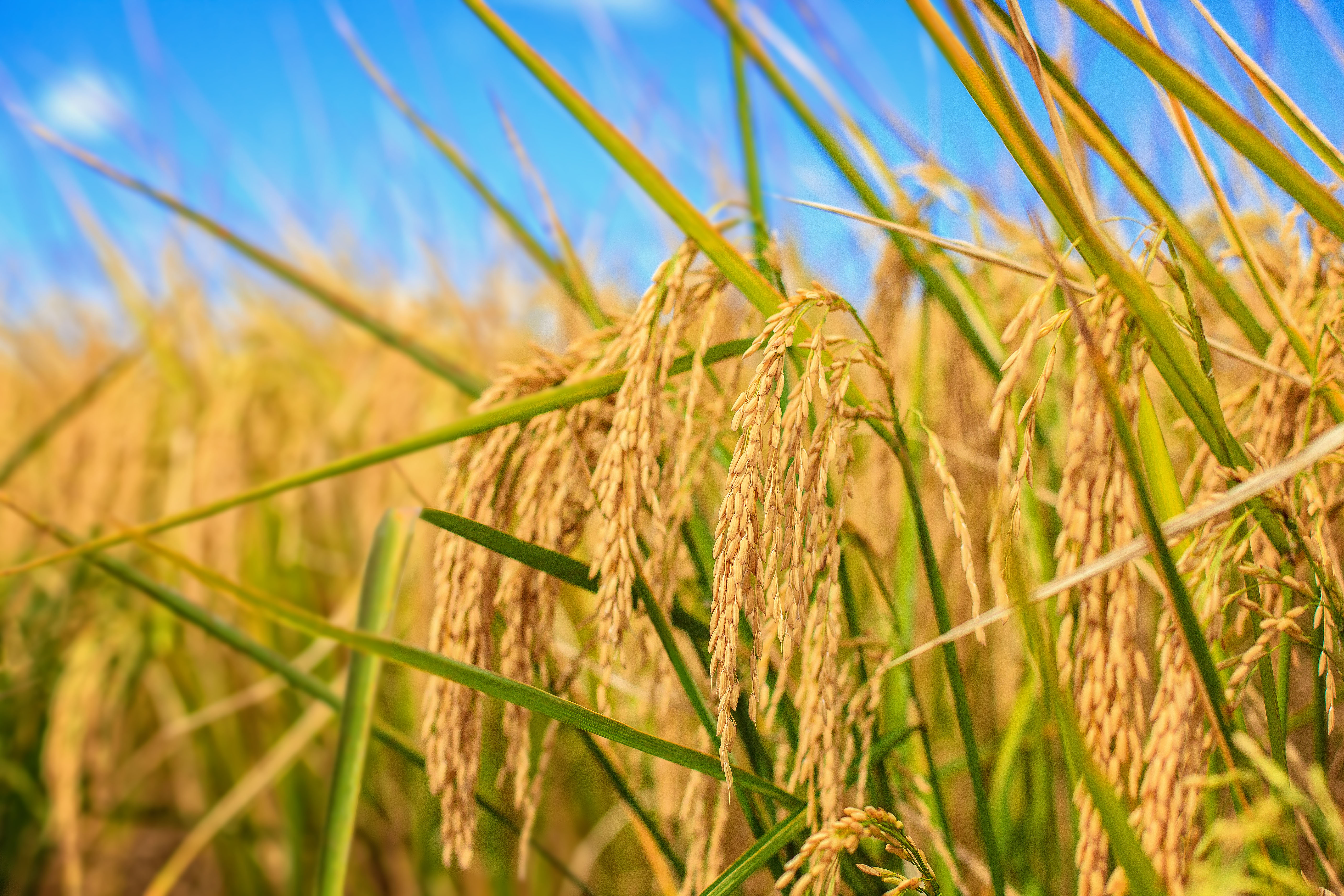 美國是全球第五大稻米出口國，稻米類型包含短粒米、中粒米、長粒米、糯米、香米。