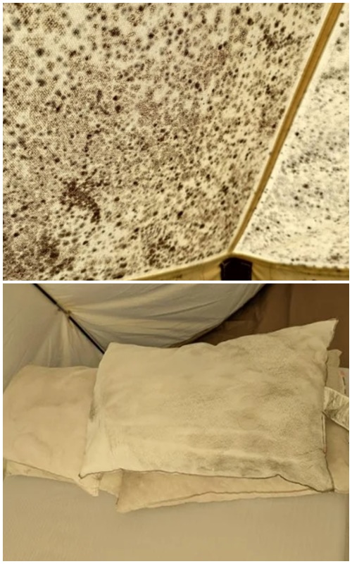 網友抱怨,苗栗知名懶人露營區的帳篷相當噁心,連枕頭都發霉。(翻攝自Dcard)