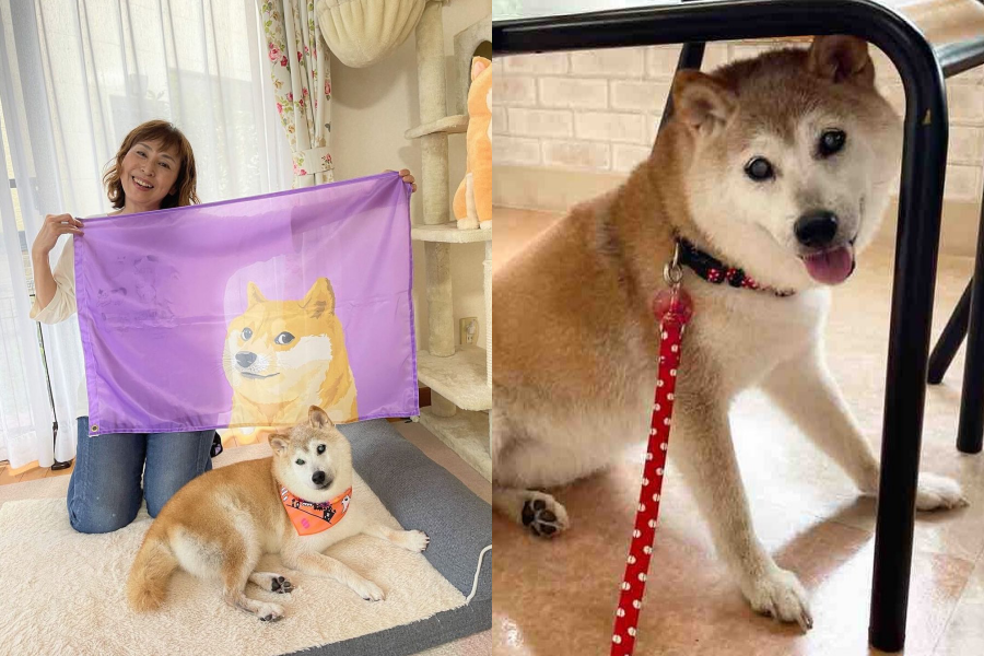 迷因柴犬Kabosu近日爆出病危，主人也悲痛發聲。（翻攝自@kabosumama IG）