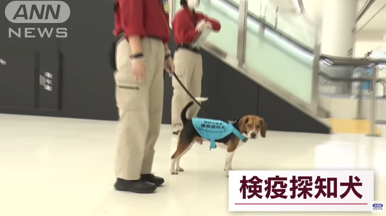 成田機場的護國神犬。（翻自ANN YT畫面）