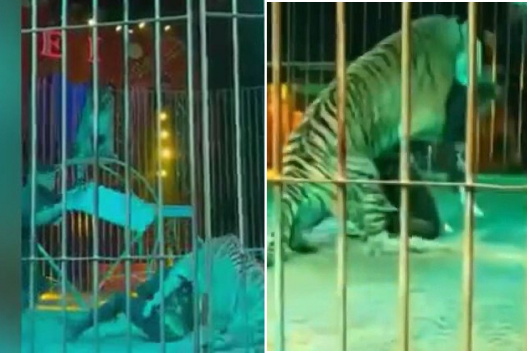 老虎對付「慣老闆」？漫步偷襲狠咬馴獸師欲斷頭，觀眾嚇壞。（翻自《都市報》）