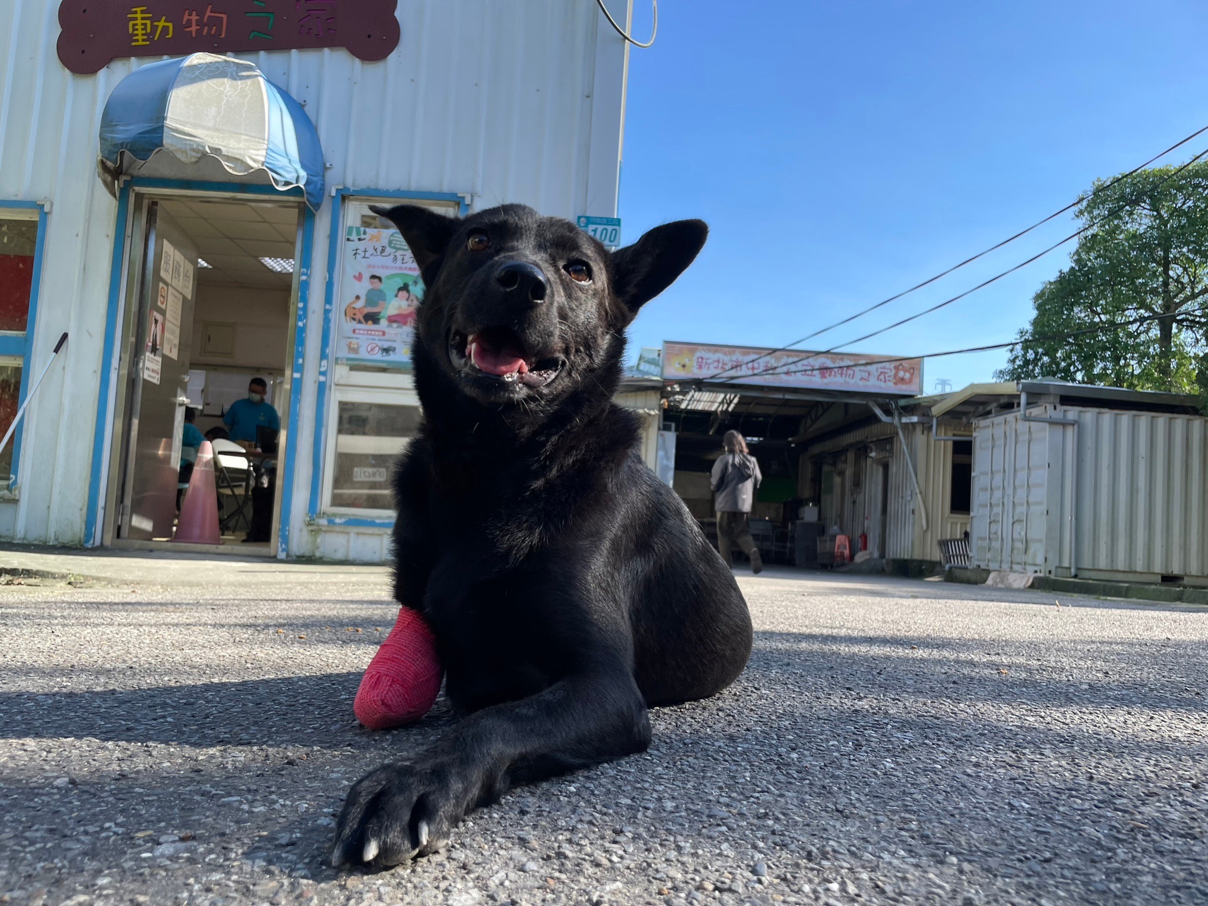 「黑妹」只剩2隻腳,但牠年輕活潑好動個性非常溫馴親人。(新北動保處提供)