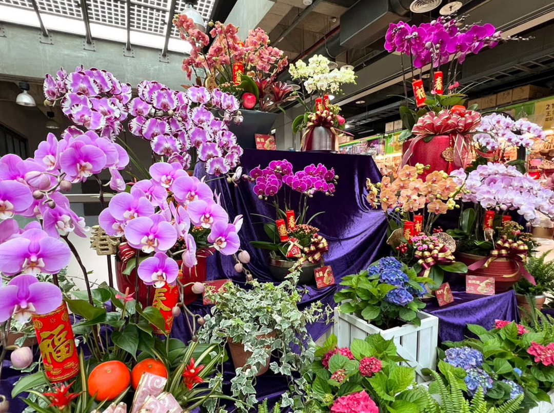 過年在家裡放一盆花,喜氣又招財。(台北花市提供)