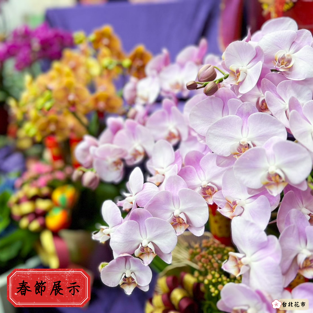 蝴蝶蘭有不同花色。(台北花市提供)