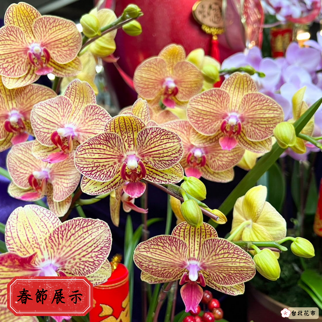 蝴蝶蘭有不同花色。(台北花市提供)