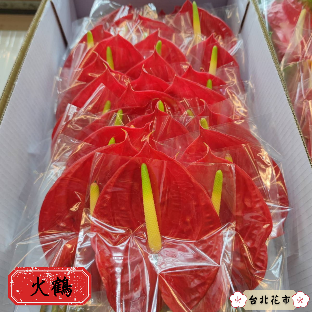 「火鶴」紅紅火火,相當喜氣。(台北花市提供)