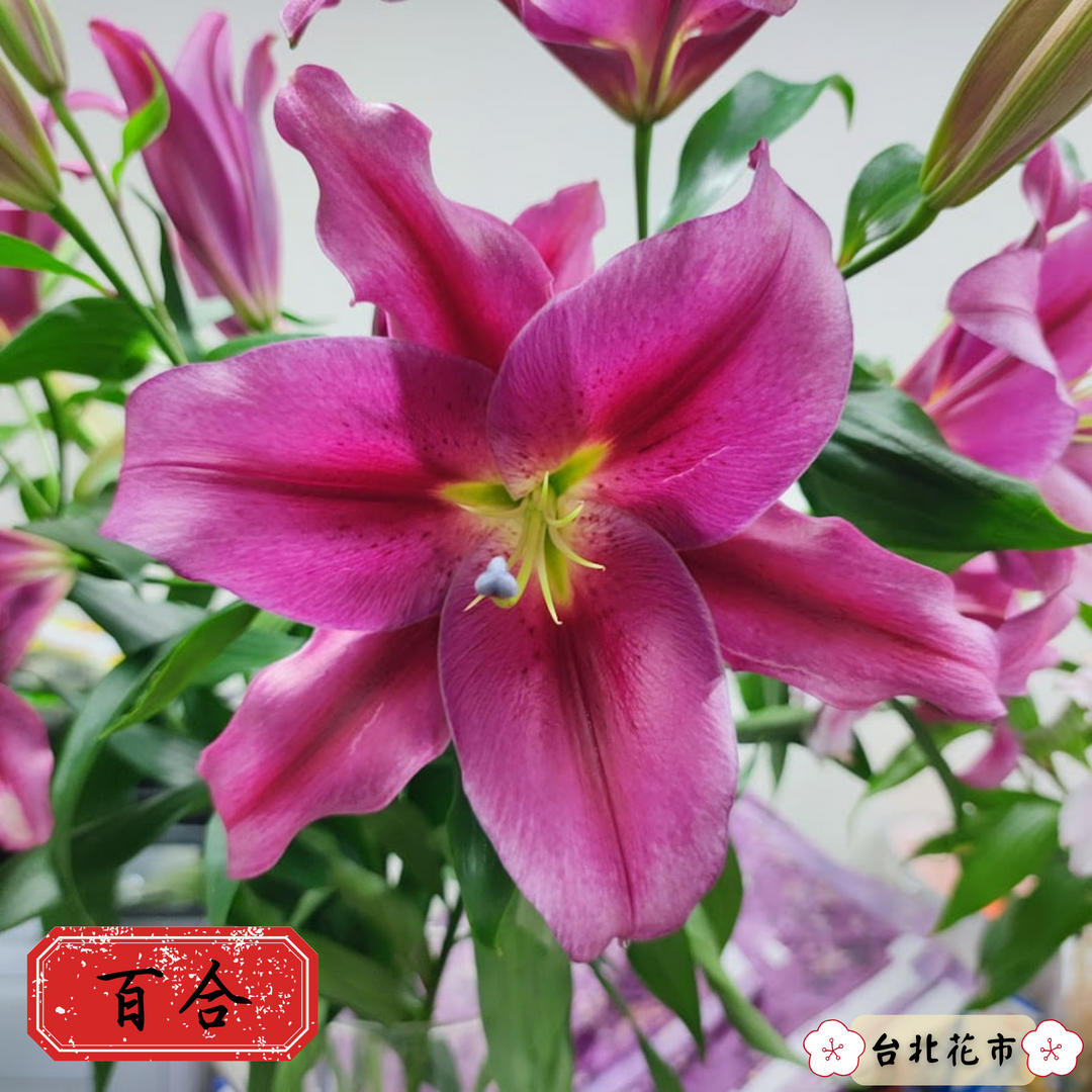「百合」有百年好合、心想事成之意。(台北花市提供)