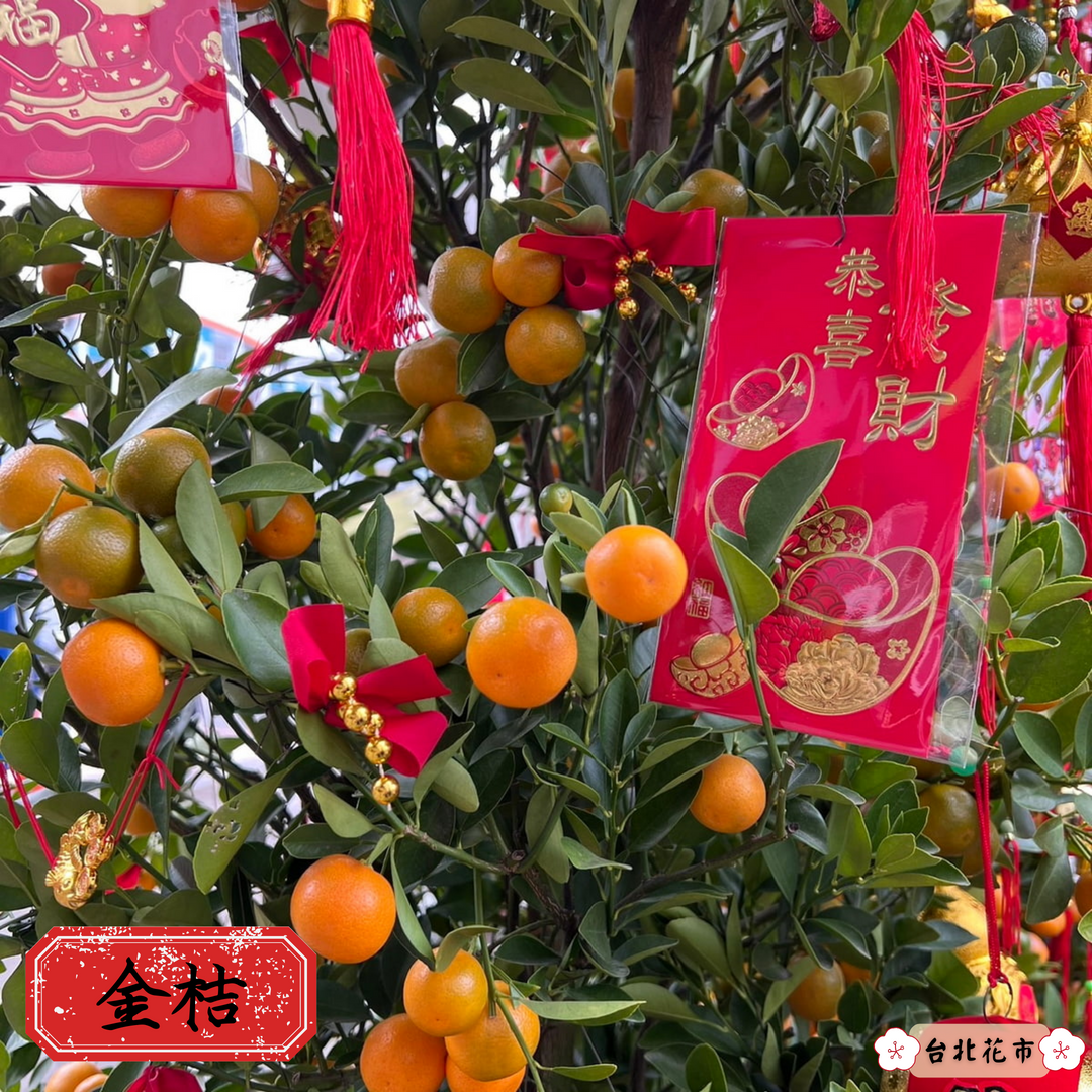 「金桔」象徵豐收以及黃金滿屋。(台北花市)
