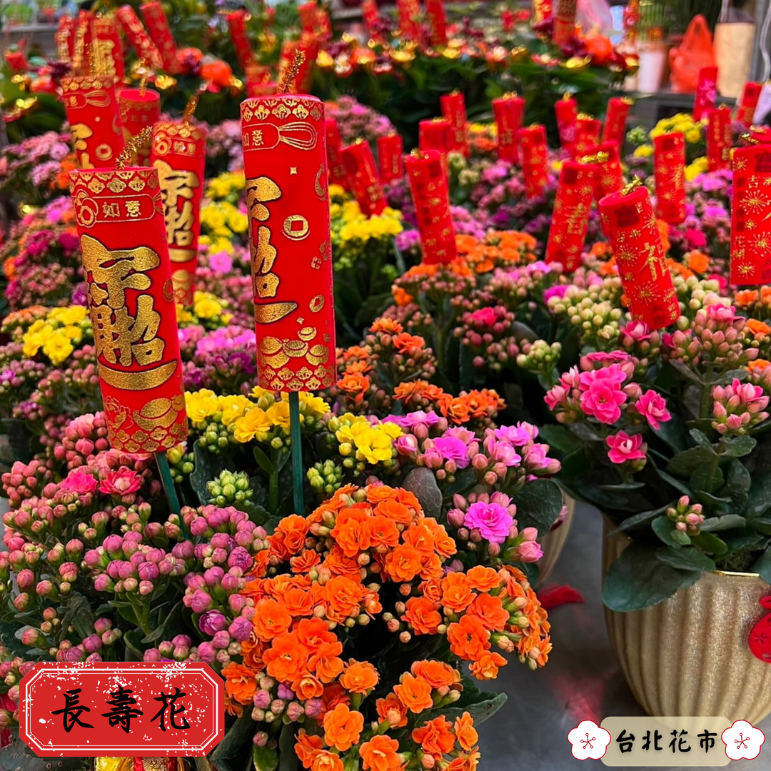 「長壽花」象徵長壽。(台北花市提供)