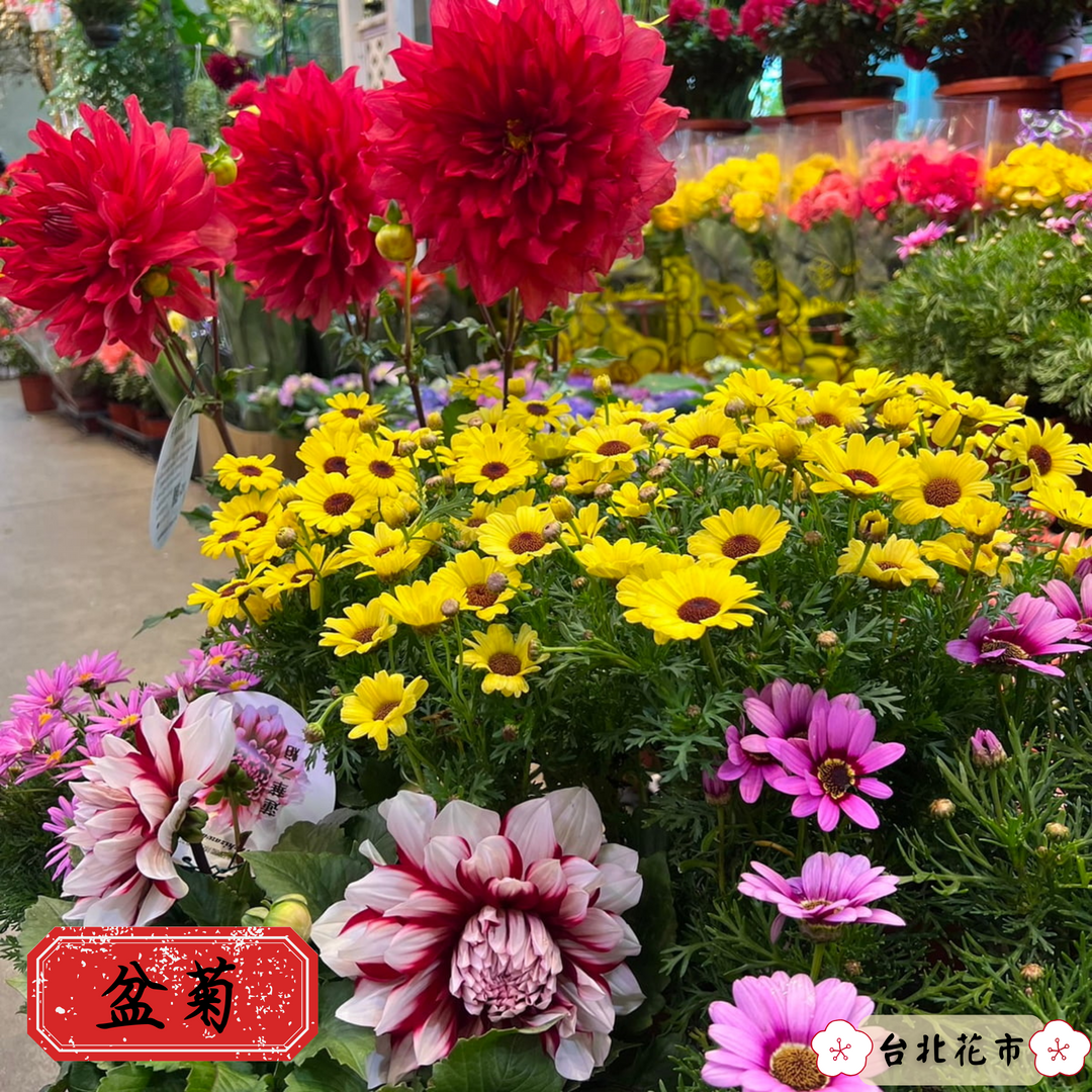 「菊花」象徵吉祥如意。(台北花市提供)