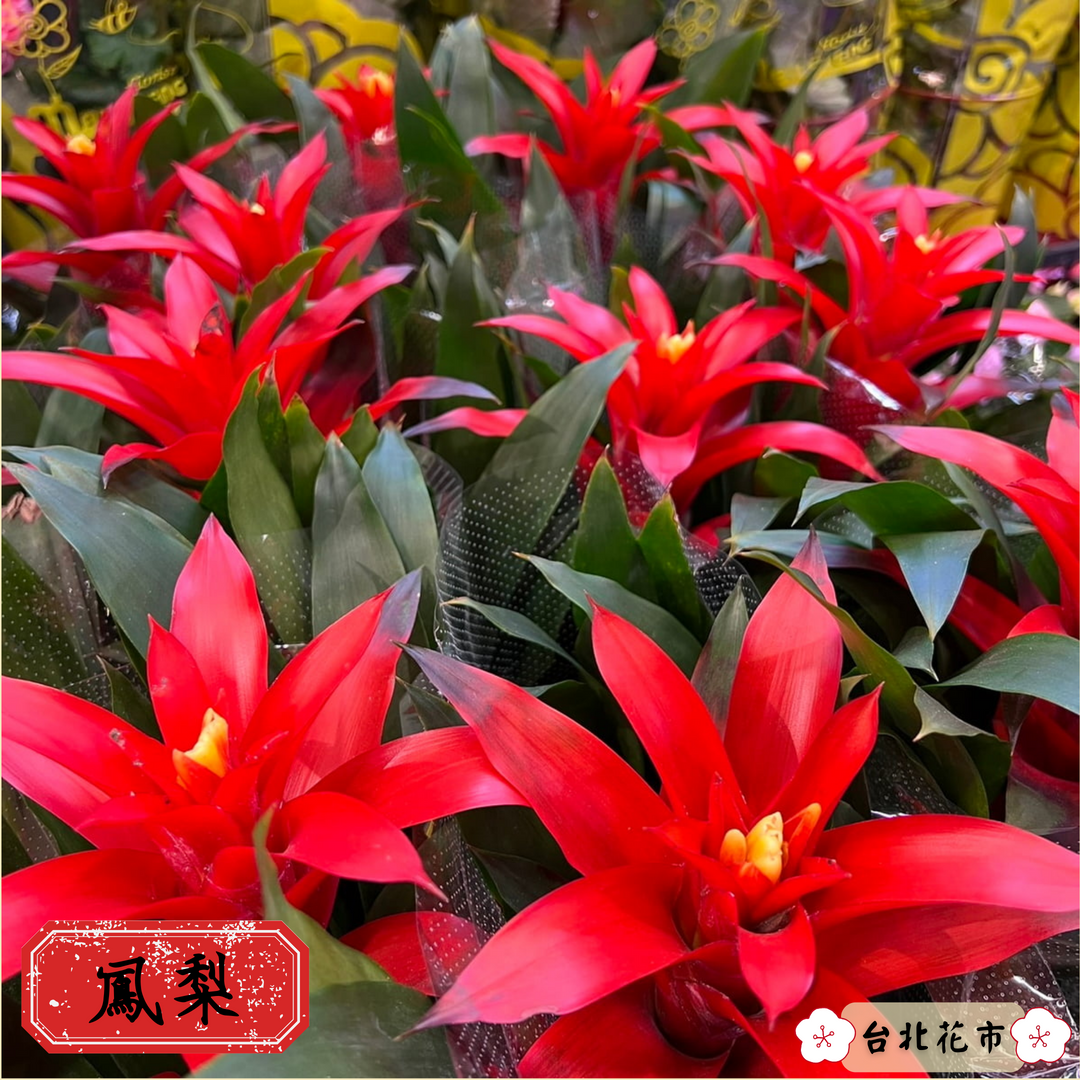 「鳳梨花」象徵好運旺旺來。(台北花市提供)