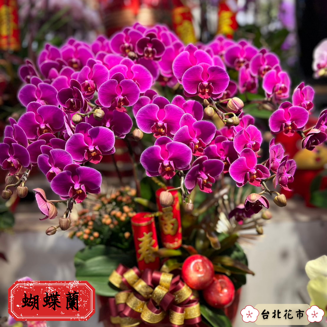 「蝴蝶蘭」代表幸福與純潔。(台北花市提供)