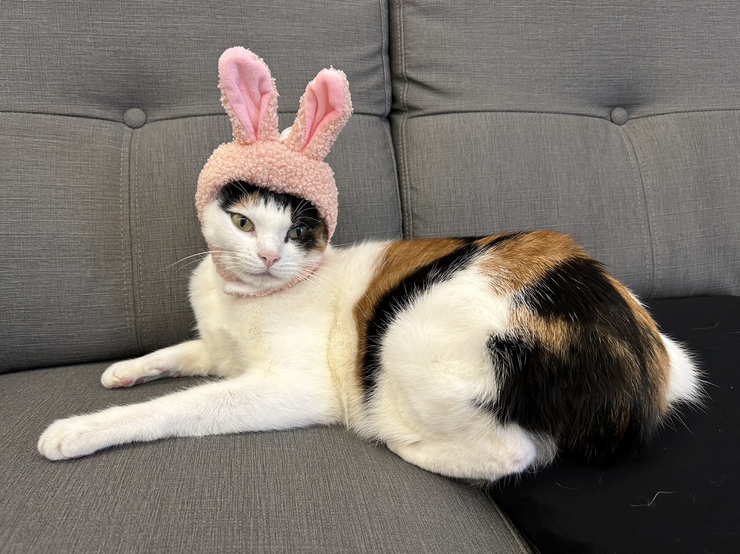 越南的12生肖把「貓」取代「兔」原因曝光。（示意圖，IG@bobobanban授權提供）