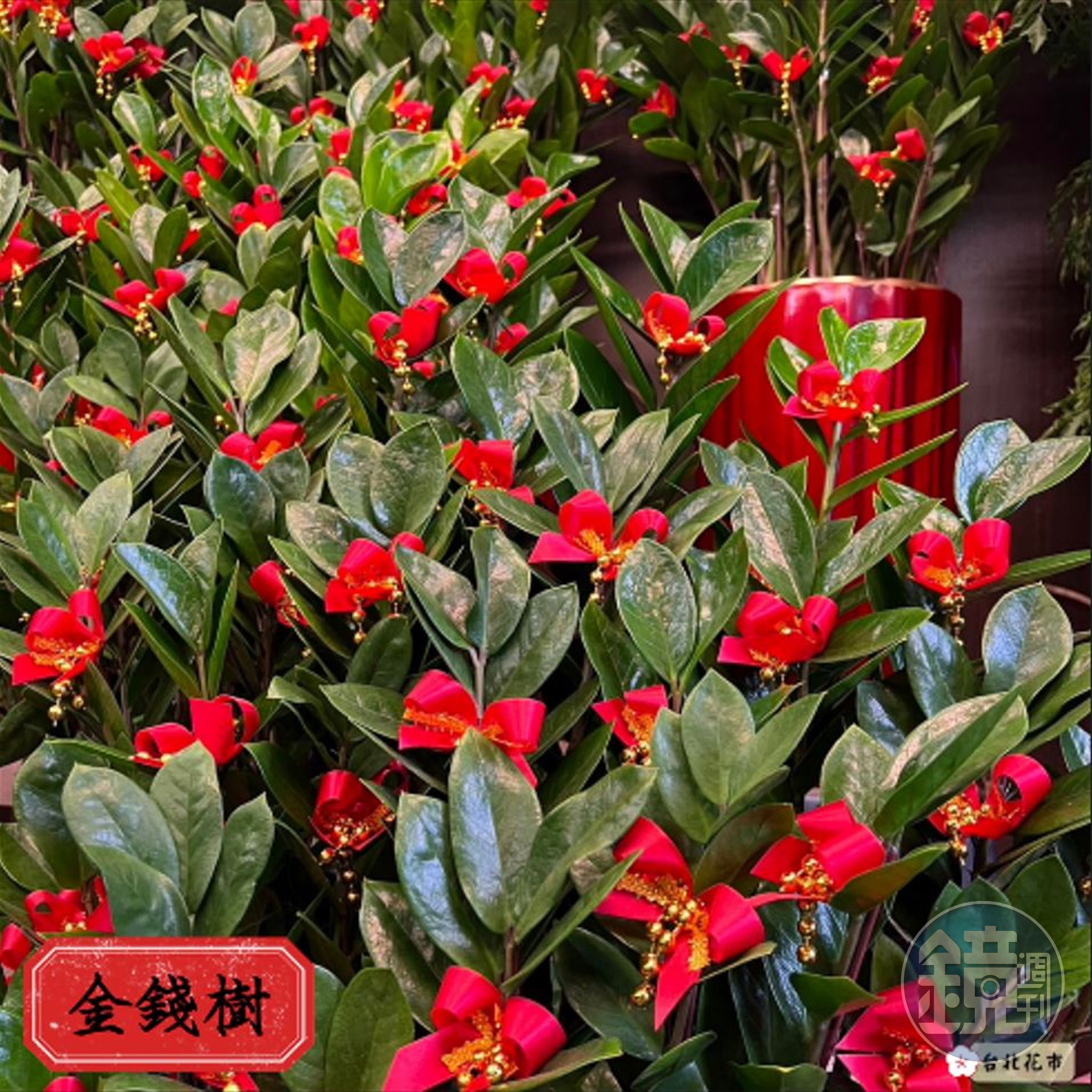 「金錢樹」有象徵招財的含意。(台北花市提供)