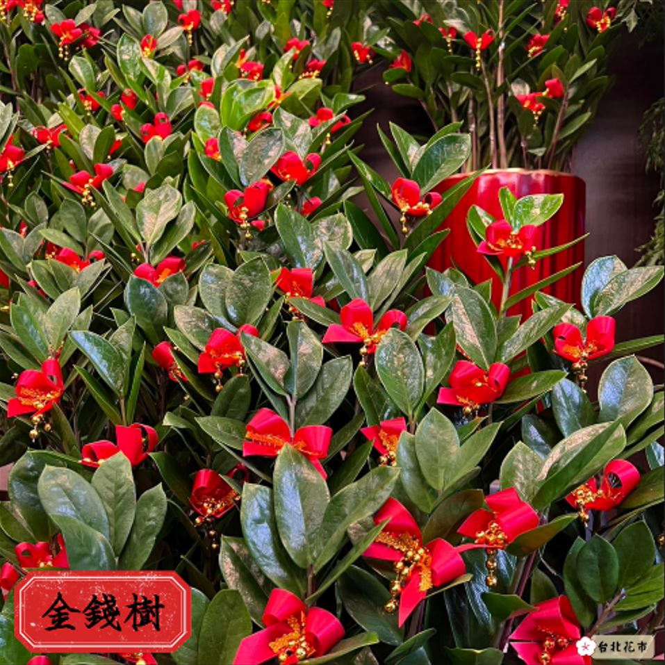 「金錢樹」有象徵招財的含意。(台北花市提供)