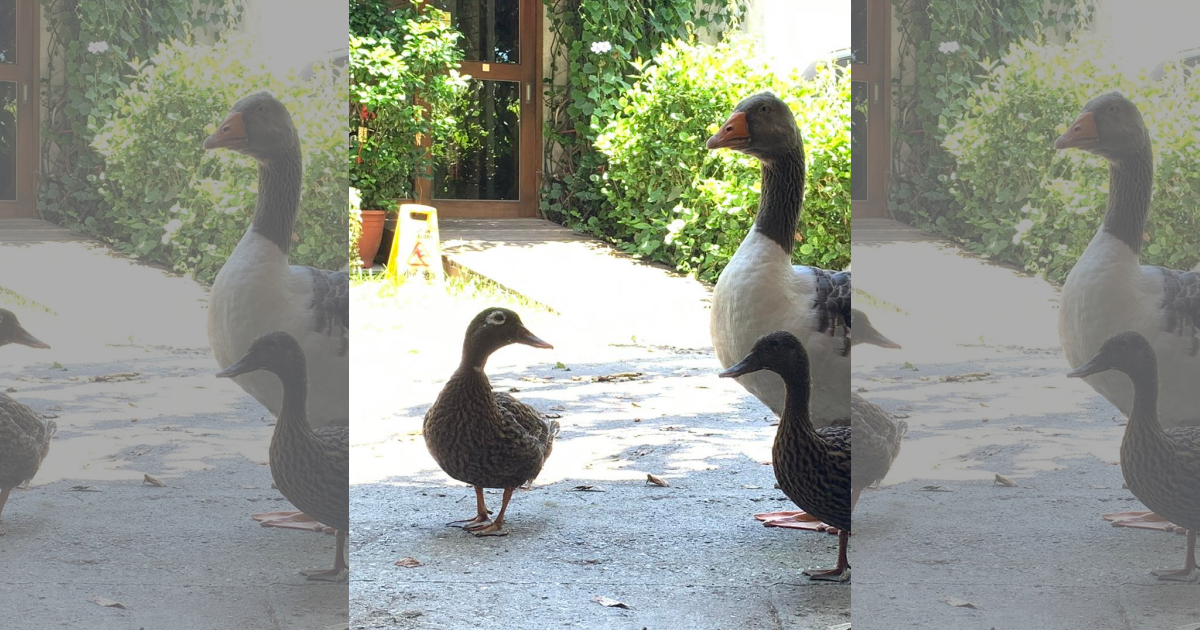 農莊走失的鴨鴨（左）被鳥友誤認成珍稀保育類「萊島鴨」。（翻攝自喜歡農莊民宿臉書）