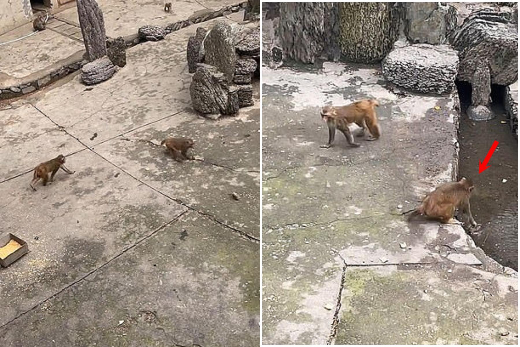 中國猴子超狼性!不爽老鼠偷吃菜,對牠狠虐「浸鼠籠」要活活淹死。(翻自《每日郵報》)