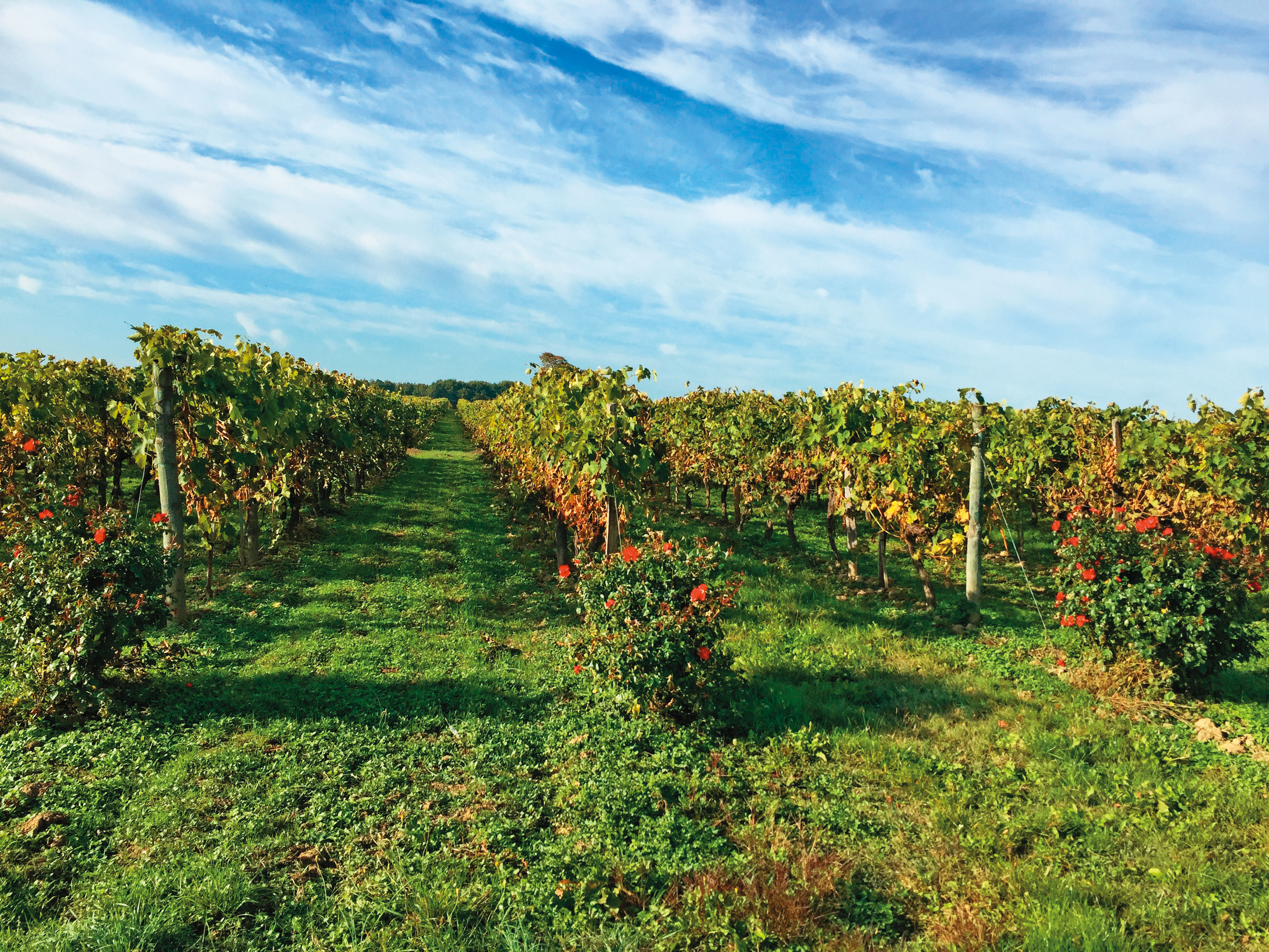 干邑區的葡萄園，主要品種為白玉霓（法語：Ugni Blanc）