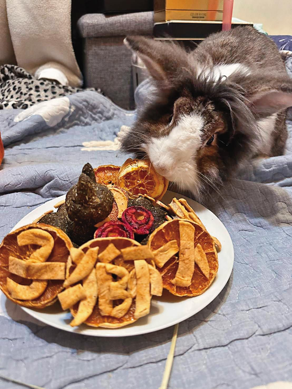 蘿莉塔為了飼養的兔子,專門為牠開了銀行帳戶,存放醫療基金。(蘿莉塔提供)