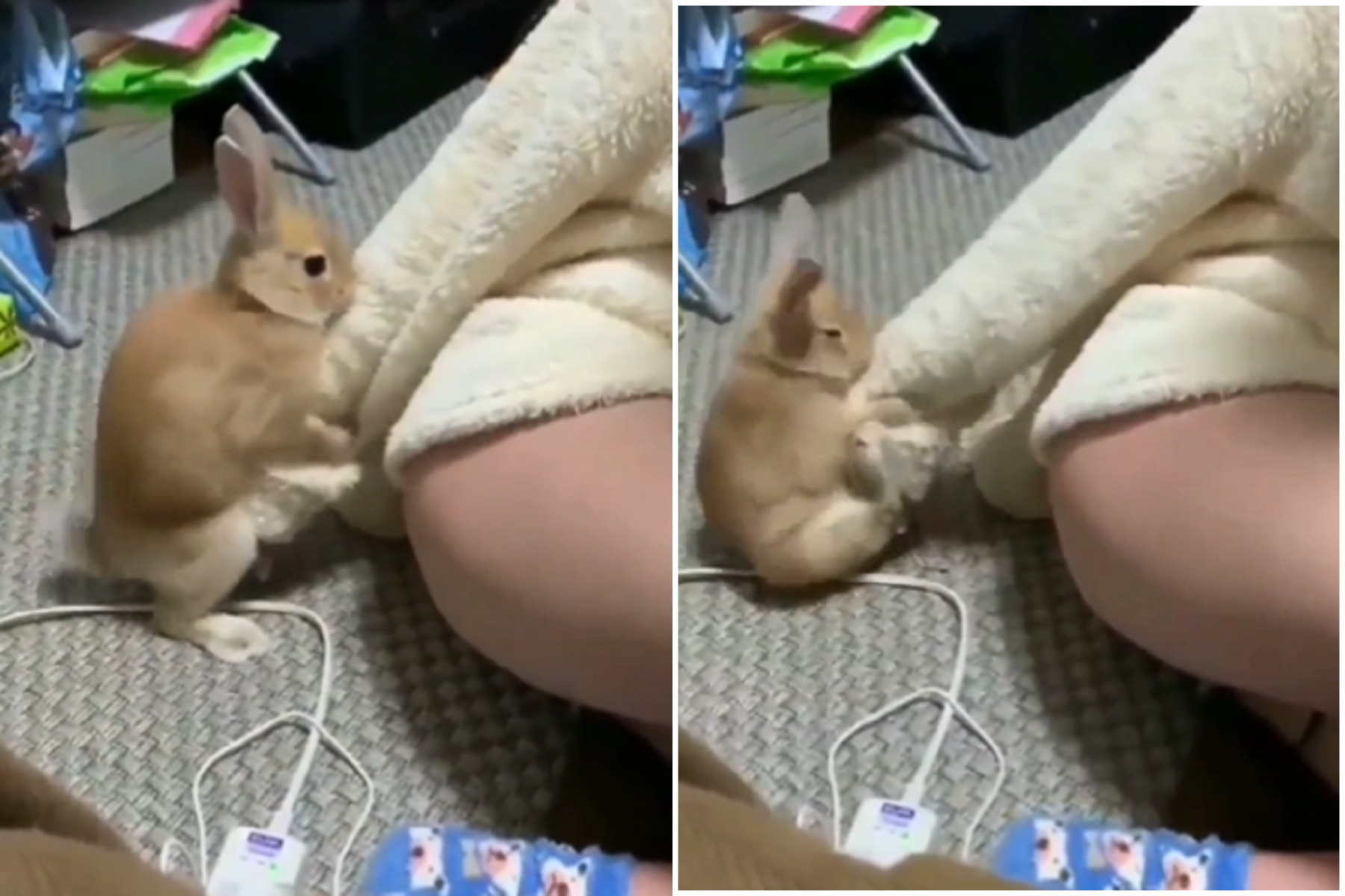 兔年看兔兔精蟲衝腦！見正妹就瘋狂衝刺，「高潮臉」好可愛。（翻自推特）