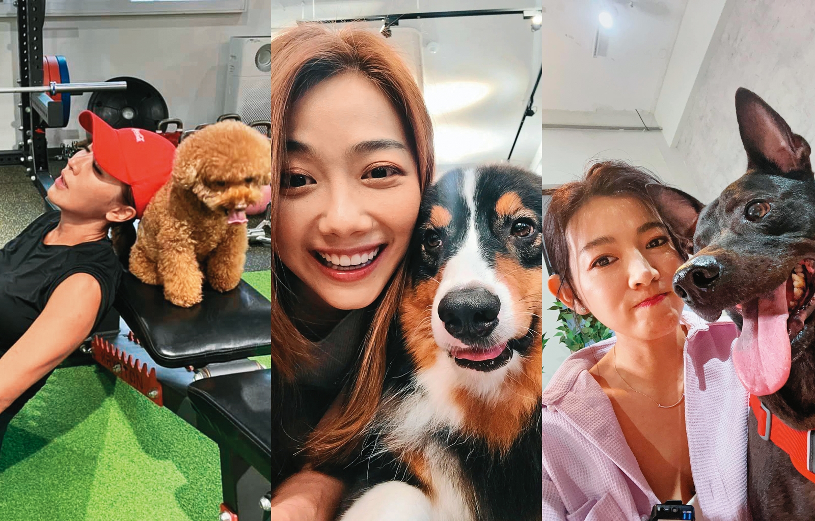 圈內愛護動物的藝人不少。