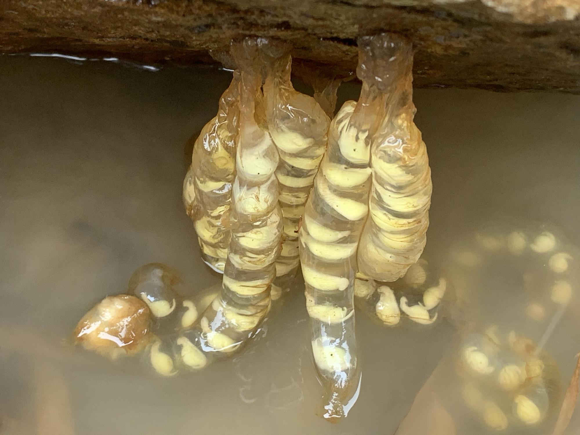 該片在山椒魚重要的棲息地發現野生的山椒魚卵串,並首次完整記錄從卵到胚胎,並登陸上岸發育完成過程。(大麥影像傳播工作室)