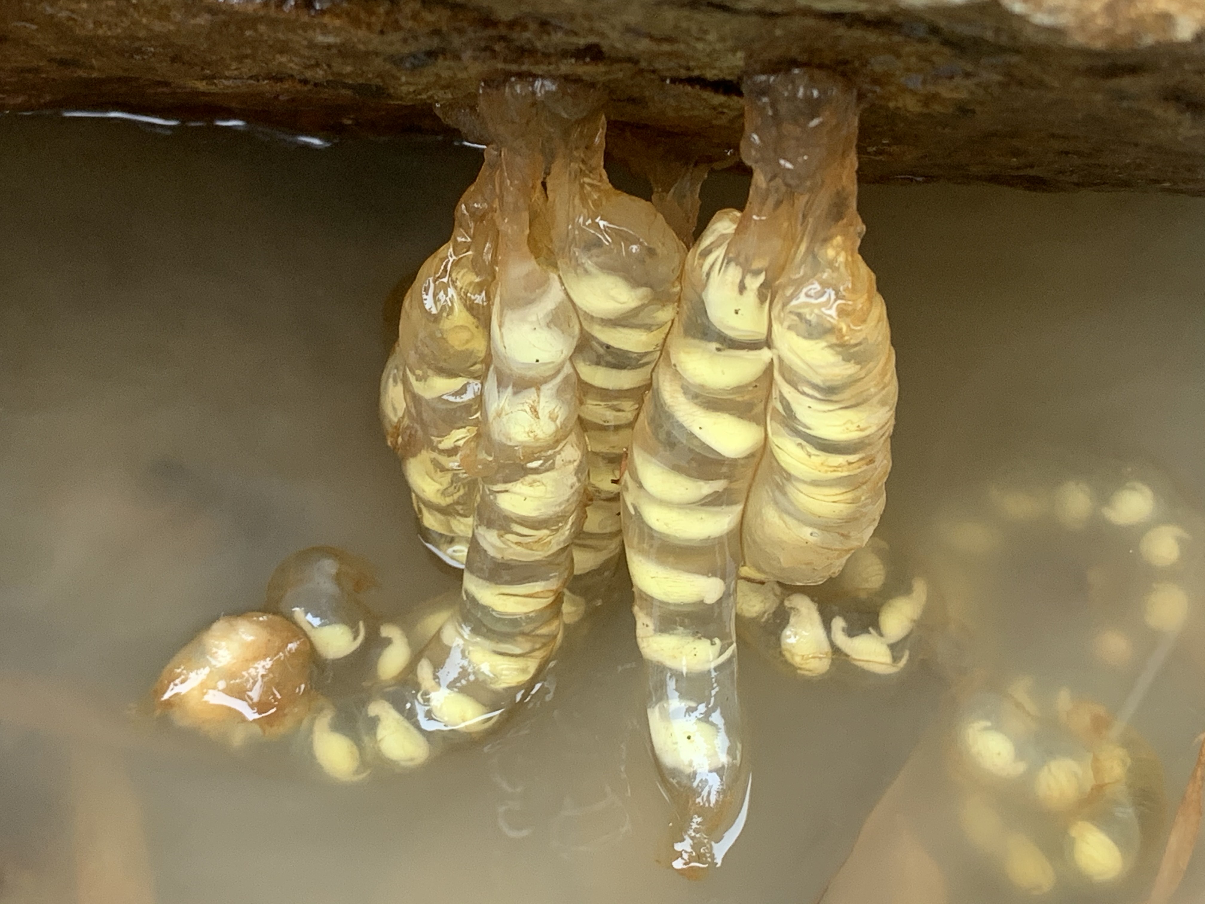 該片在山椒魚重要的棲息地發現野生的山椒魚卵串，並首次完整記錄從卵到胚胎，並登陸上岸發育完成過程。（大麥影像傳播工作室）