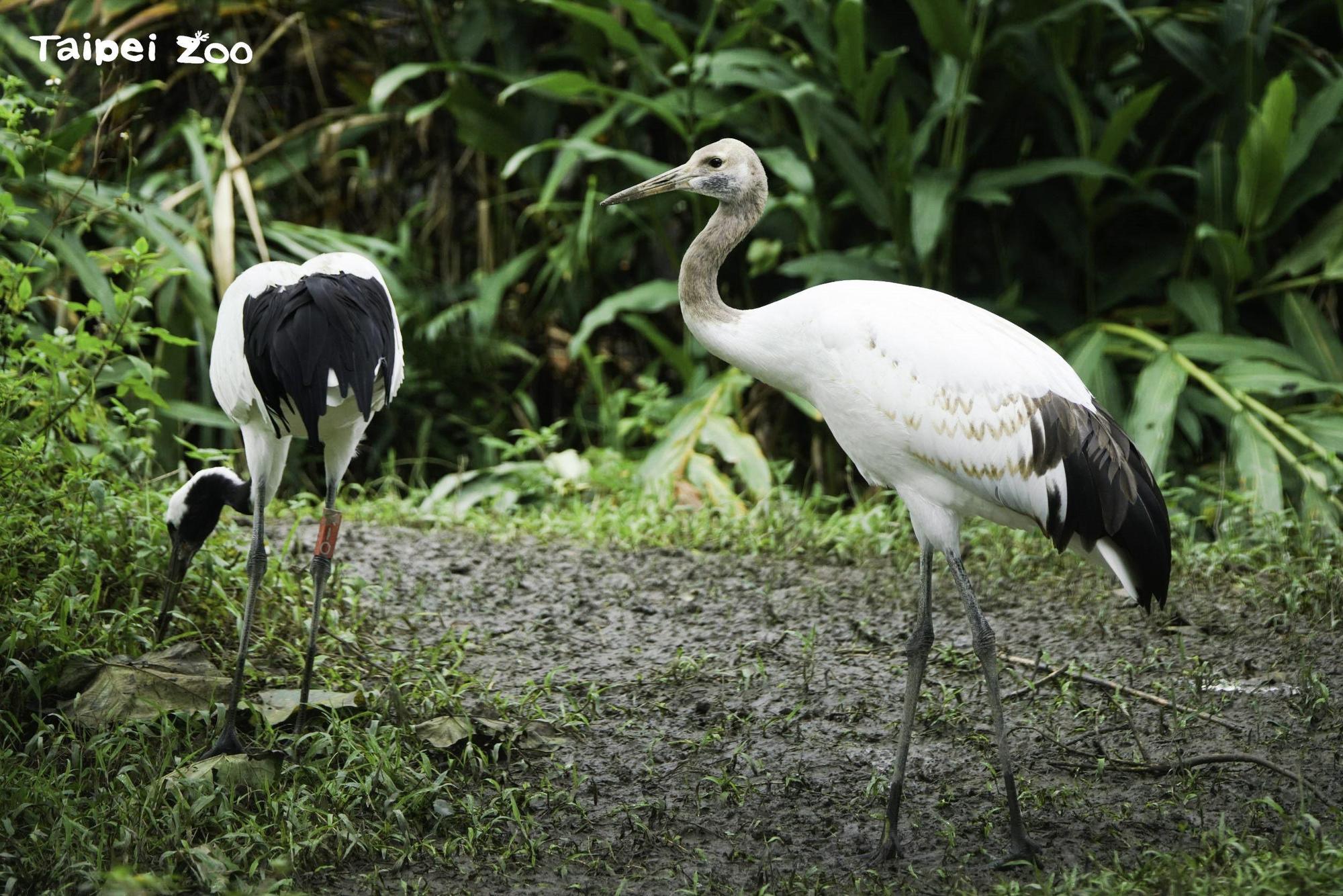 台北市立動物園的丹頂鶴「哩鶴」目前已近6個月大，毛色長得齊全。（台北市立動物園提供，詹德川攝）